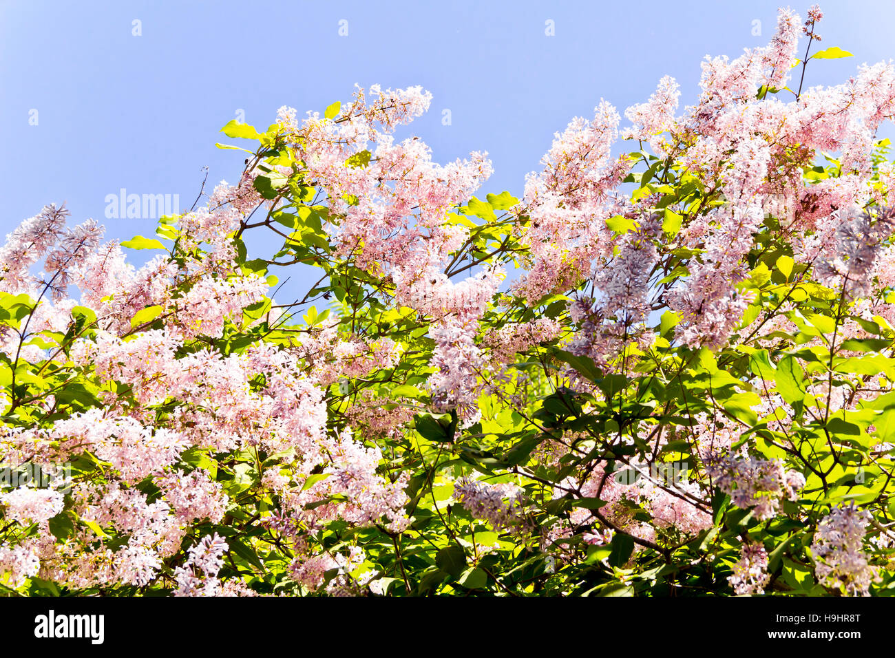 Sommerfoto aus vielen rosa Blüten mit blauem Himmel Stockfoto