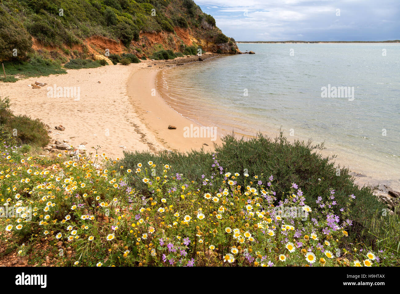 Wilde Blumen und leeren Strand, Alvor, Algarve, Portugal Stockfoto