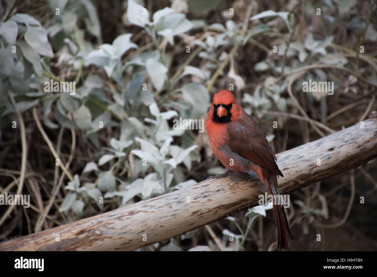 ein roter Vogel-Northern Carodinal auf weißem Hintergrund schön, blickt in die Kamera Stockfoto