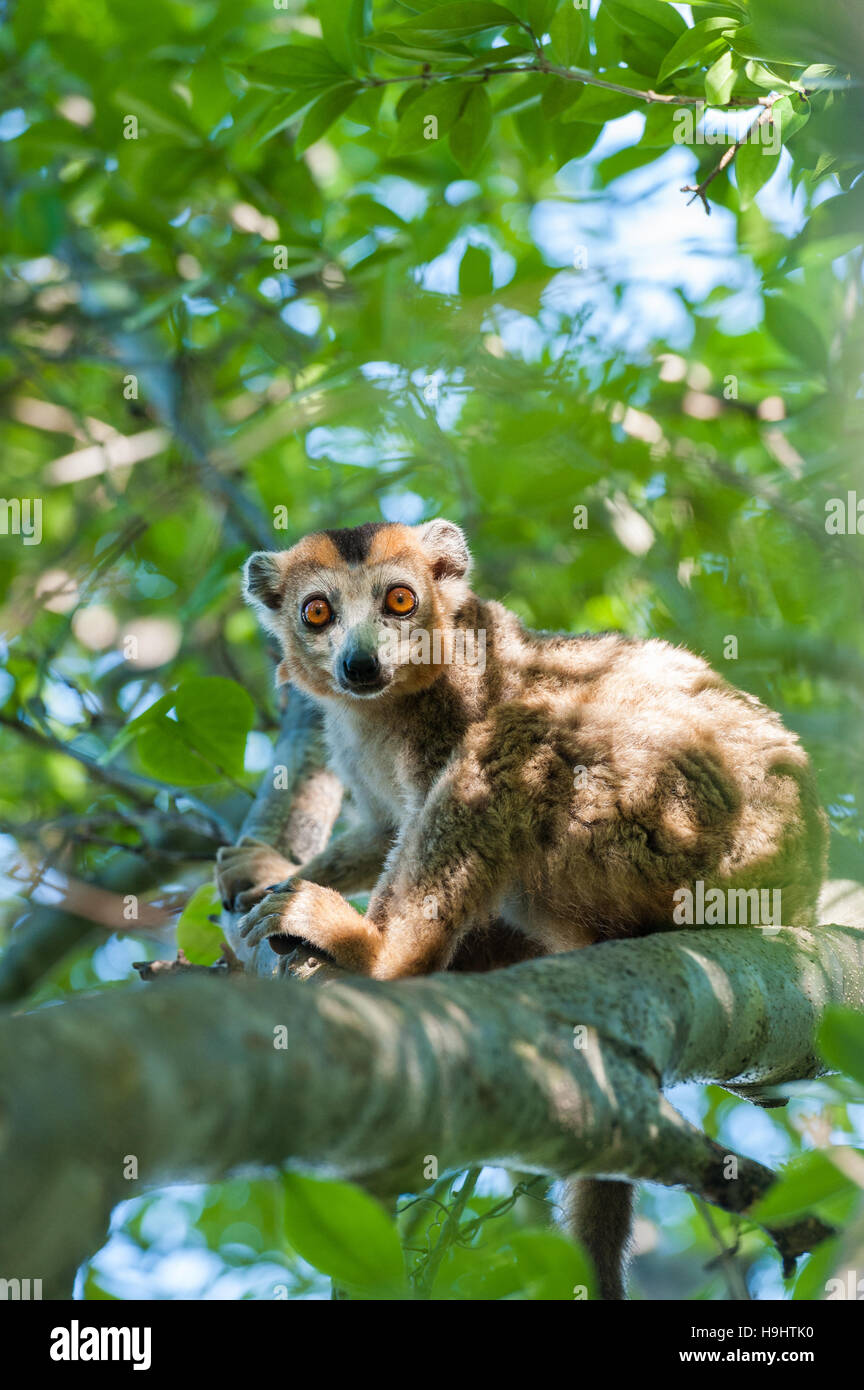 Madagaskar, Ankarana, gekrönte Lemur in Baum Stockfoto