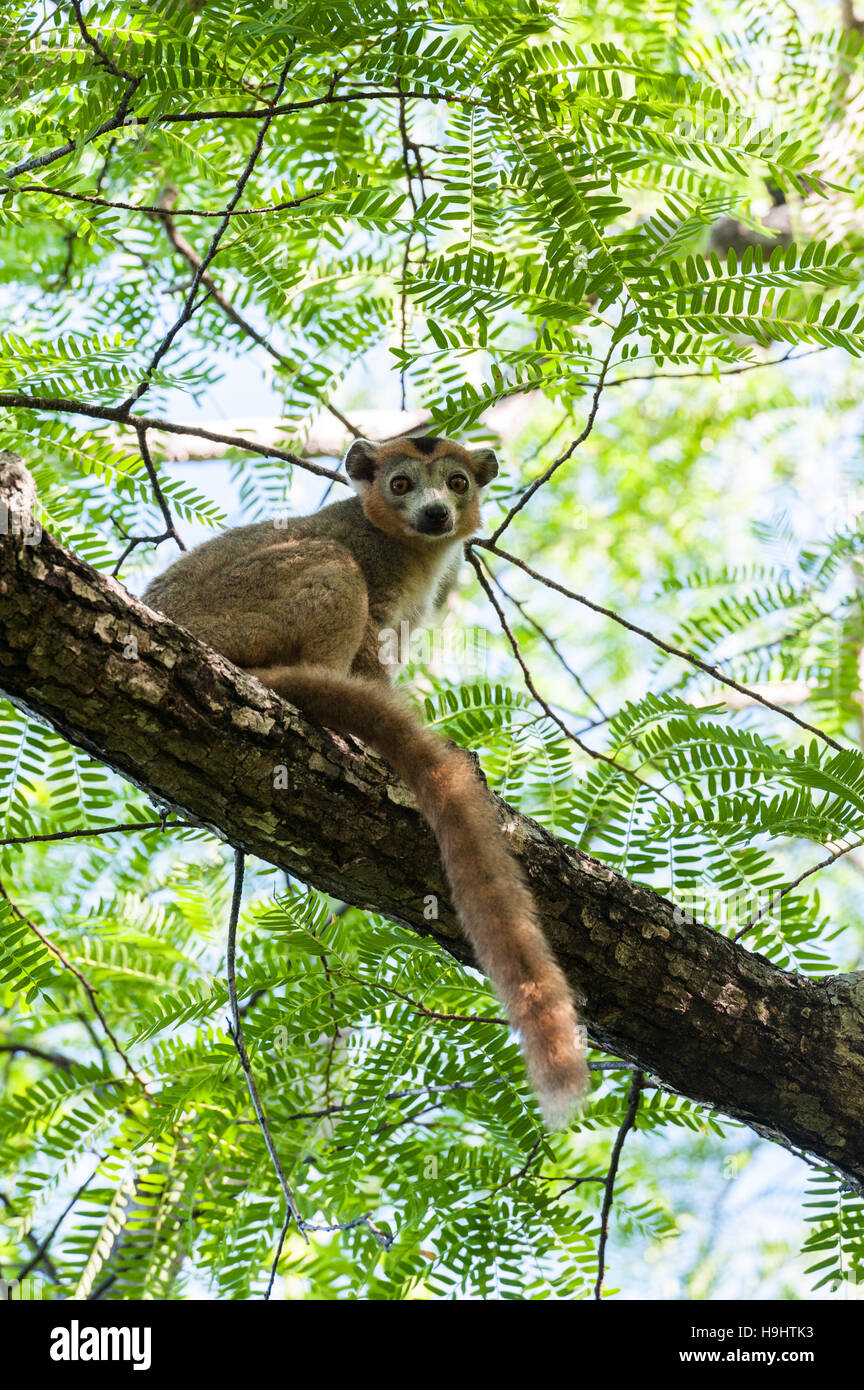 Madagaskar, Ankarana, gekrönte Lemur in Baum Stockfoto