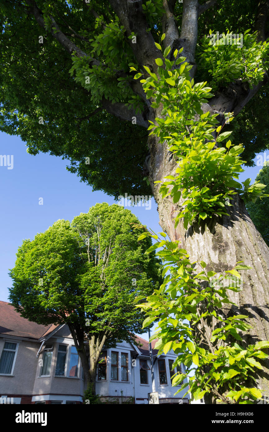 Bäume in vorstädtischen Umgebung neben Straße und Häuser, Cardiff, Wales, UK Stockfoto