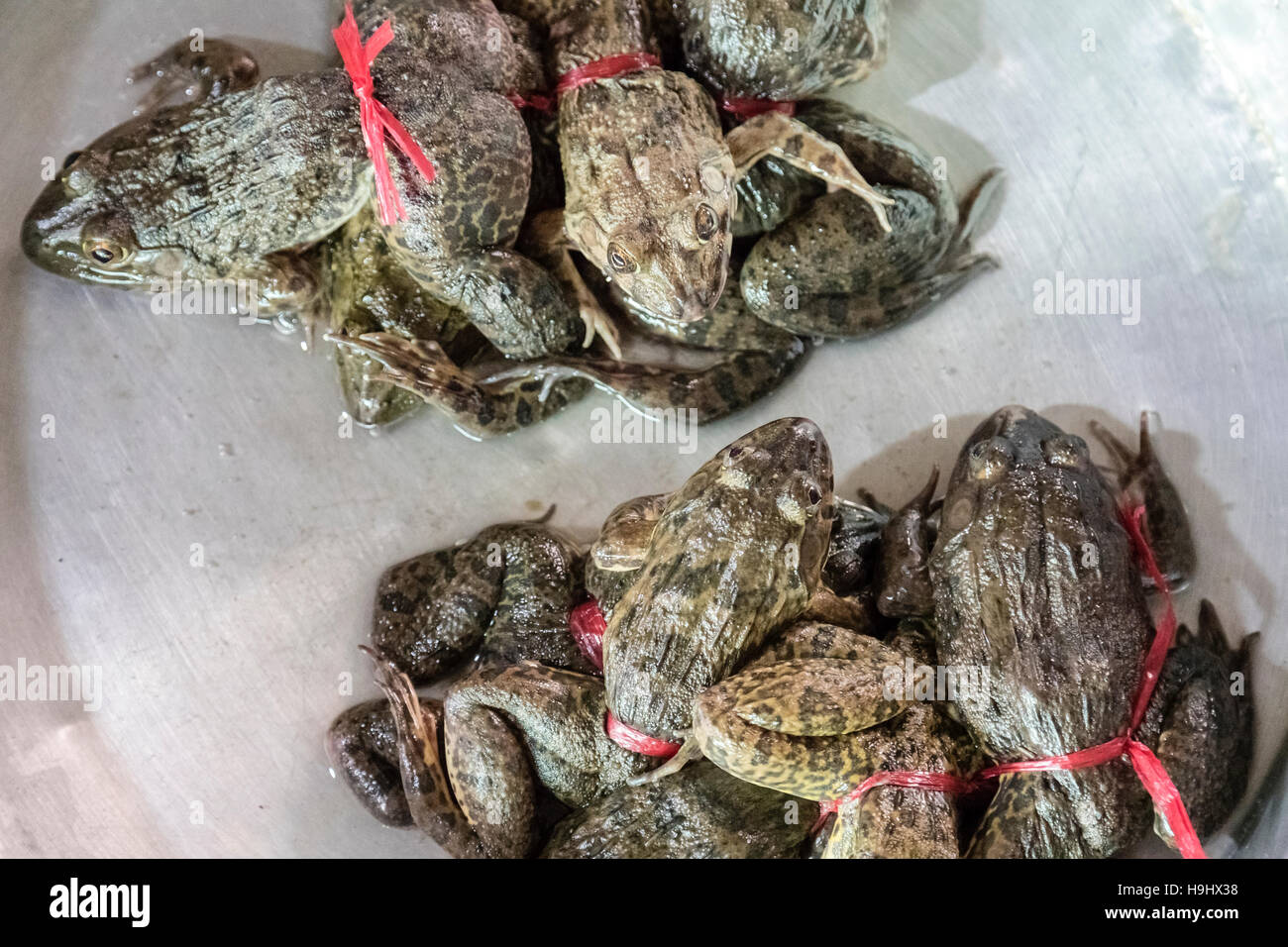 alive frogs for sale on a fish market in Vinh Long; Mekong Delta; Vietnam; Stockfoto