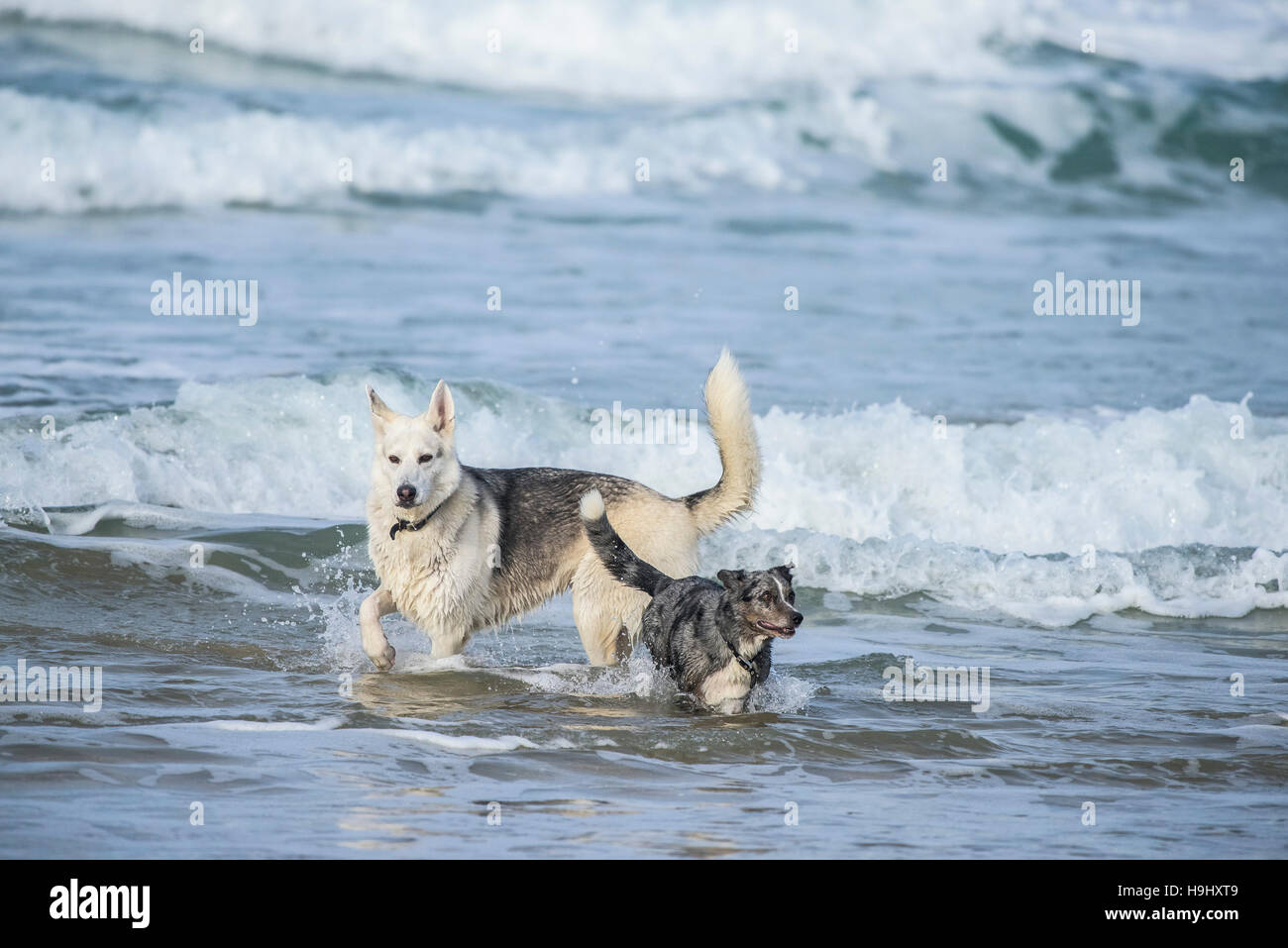 Zwei Hunde genießen spielen im Meer bei Fistral Beach in Newquay, Cornwall. Stockfoto