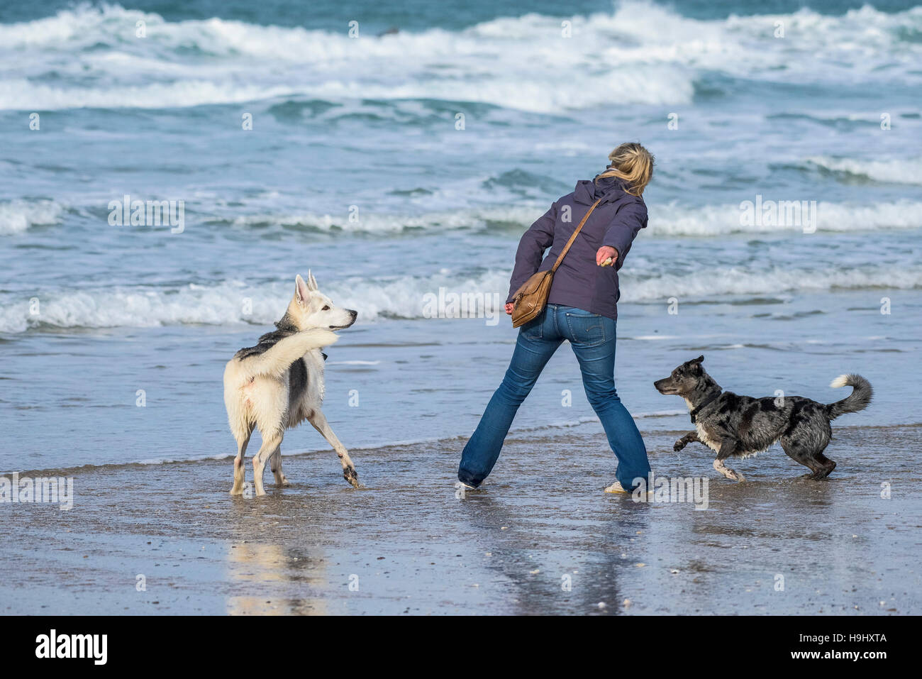 Eine Frau mit ihren beiden Hunden auf den Fistral Beach in Newquay, Cornwall. Stockfoto