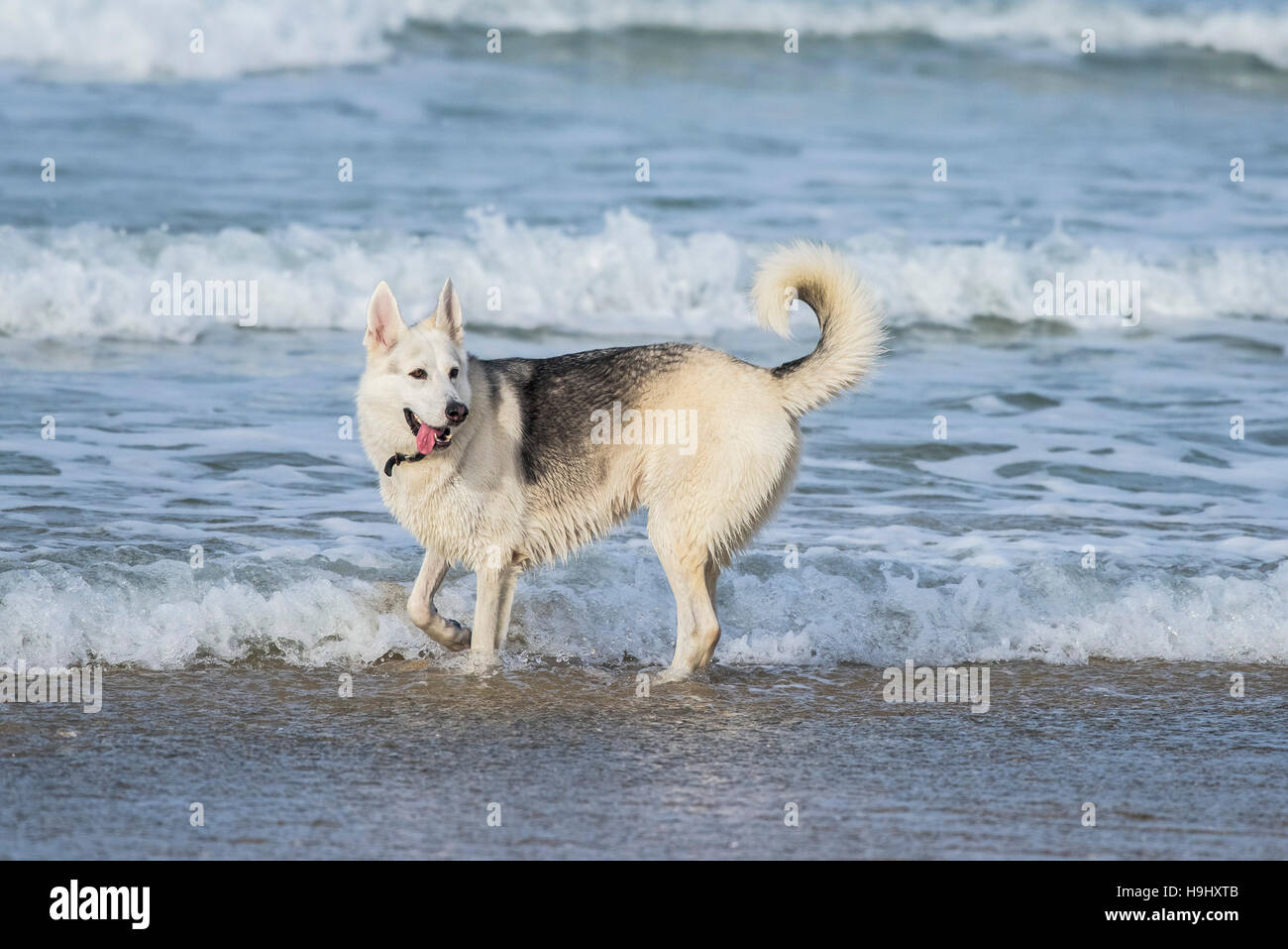 Ein Hund genießen spielen im Meer bei Fistral in Newquay, Cornwall. Stockfoto