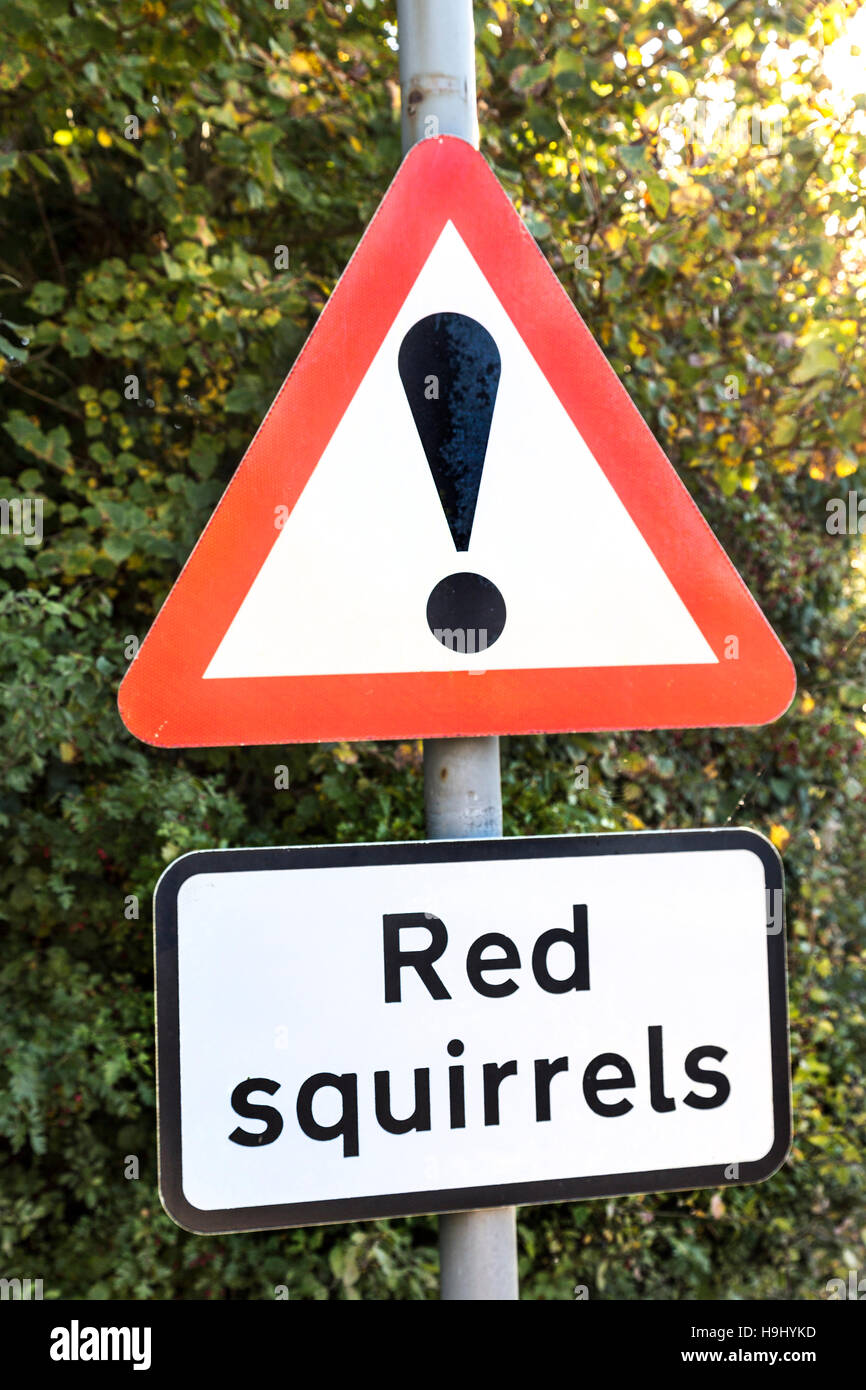 Road-Warnschild für Eichhörnchen, Isle Of Wight, Großbritannien Stockfoto