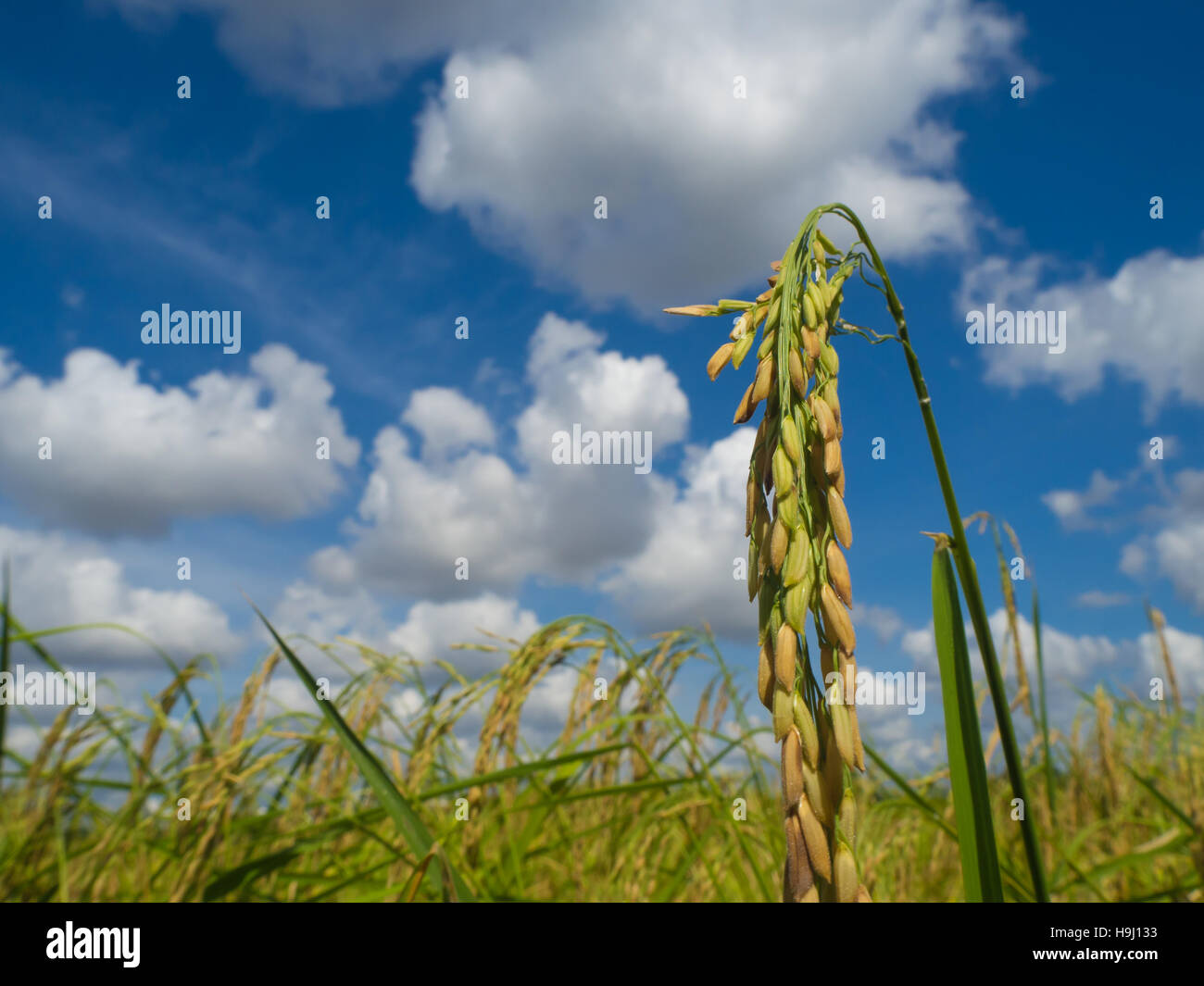 Closeup Ohr des Reises auf blauen Himmel Stockfoto