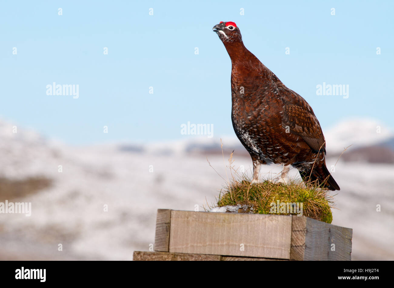 Moorschneehühner stehend auf einem Hochsitz auf einem verschneiten moor Stockfoto