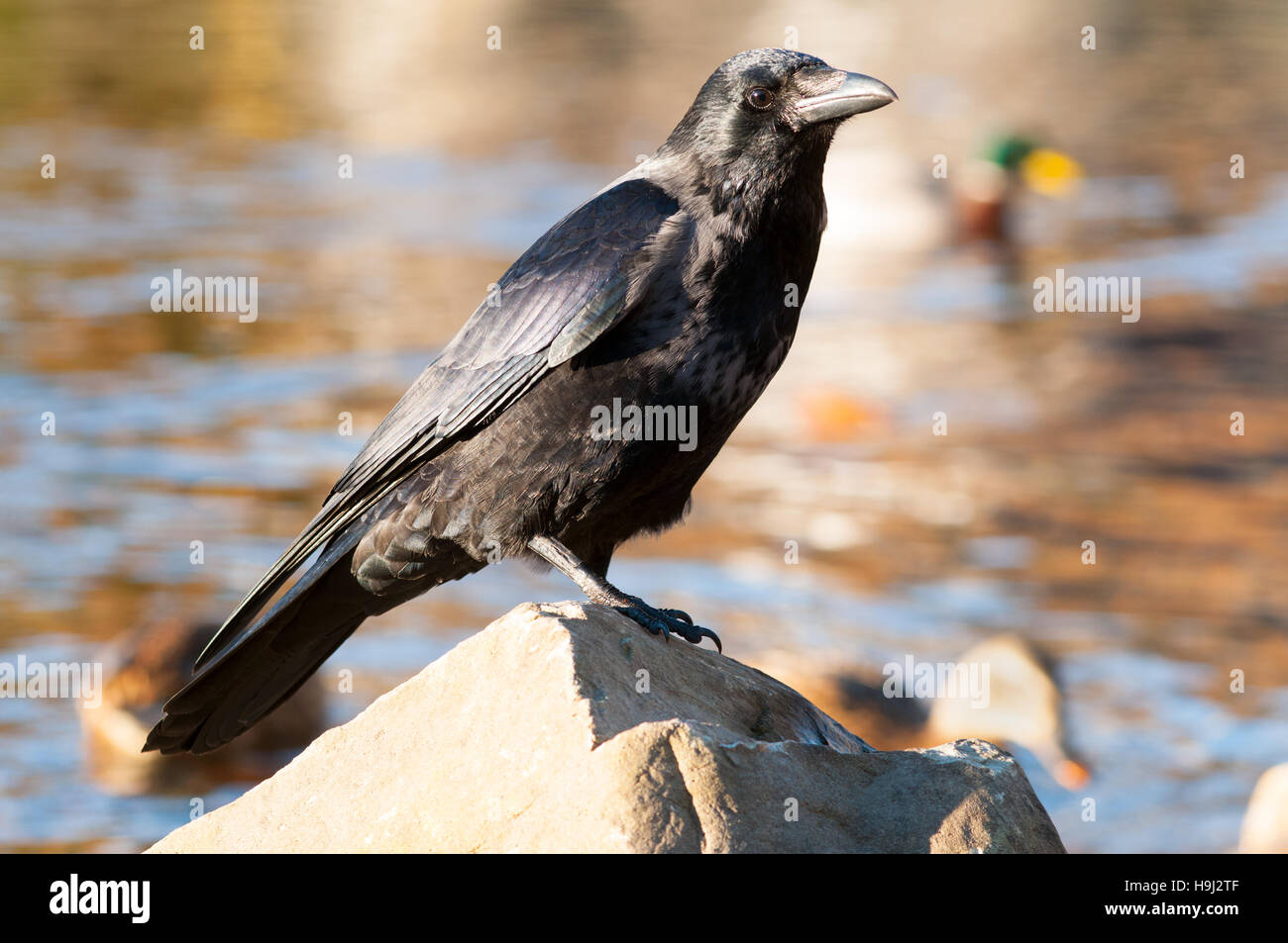 AAS-Krähe auf Nahrungssuche zwischen den Felsen am Ufer des Loch Tay, Perthshie Stockfoto