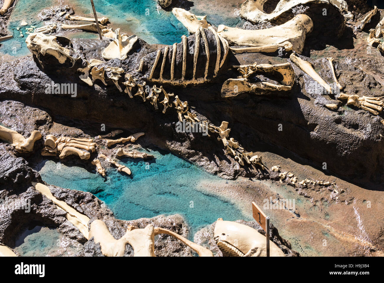 La Brea Tar Pits Paläontologie Ausstellung im Zoo von San diego Stockfoto