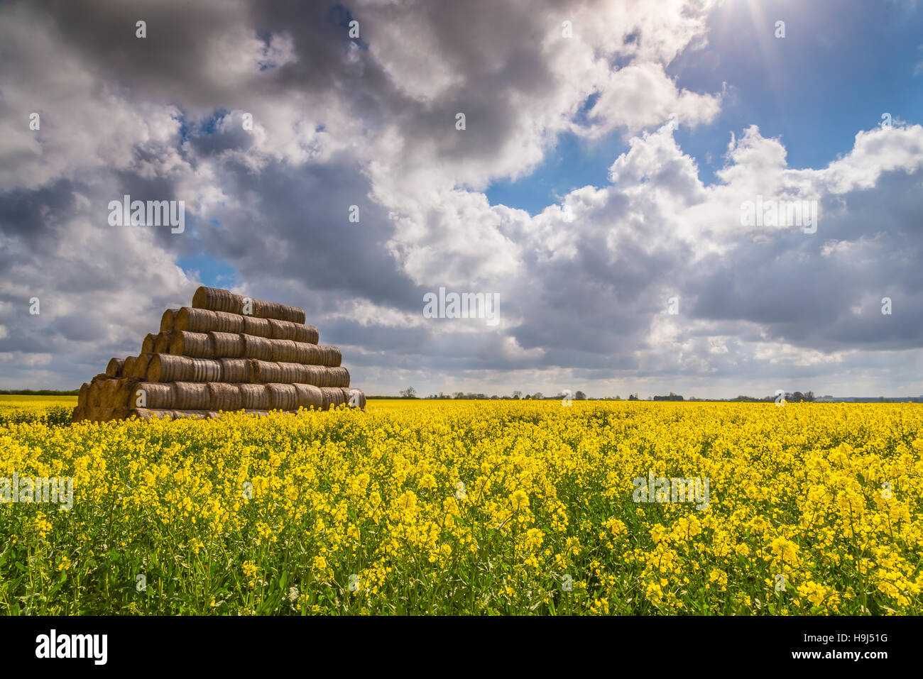 Bereich der Raps mit Heuhaufen unter Wolken und blauer Himmel in Lincolnshire. Stockfoto
