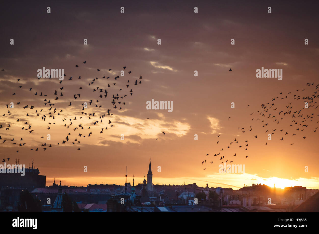 Stadt, Prag, Vögel, Himmel, Sonnenuntergang, Sonnenaufgang, rot, Reisen Stockfoto