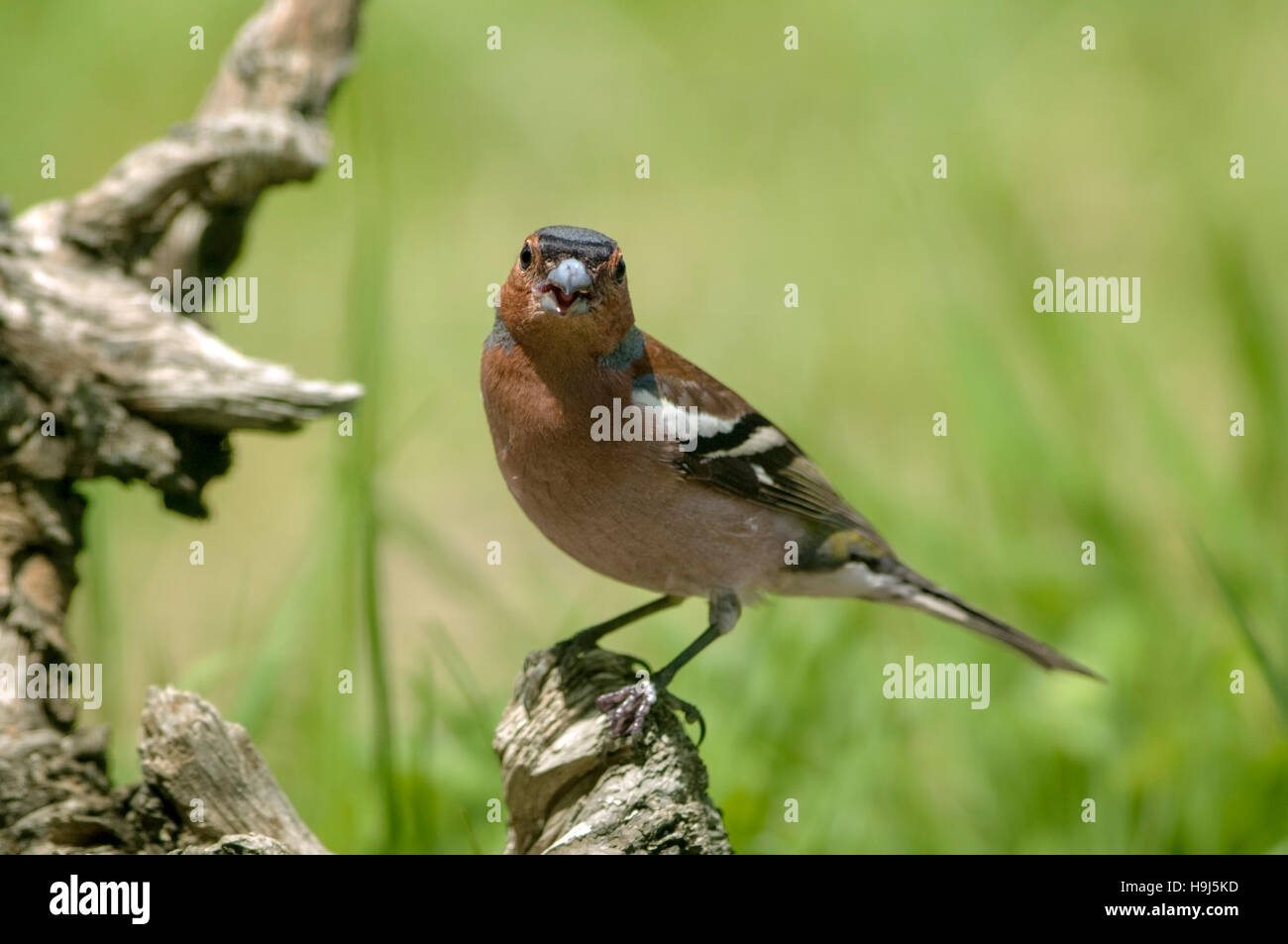 Horizontale Porträt des gemeinsamen Buchfink, Fringilla Coelebs, thront Männchen auf einem Ast. Stockfoto