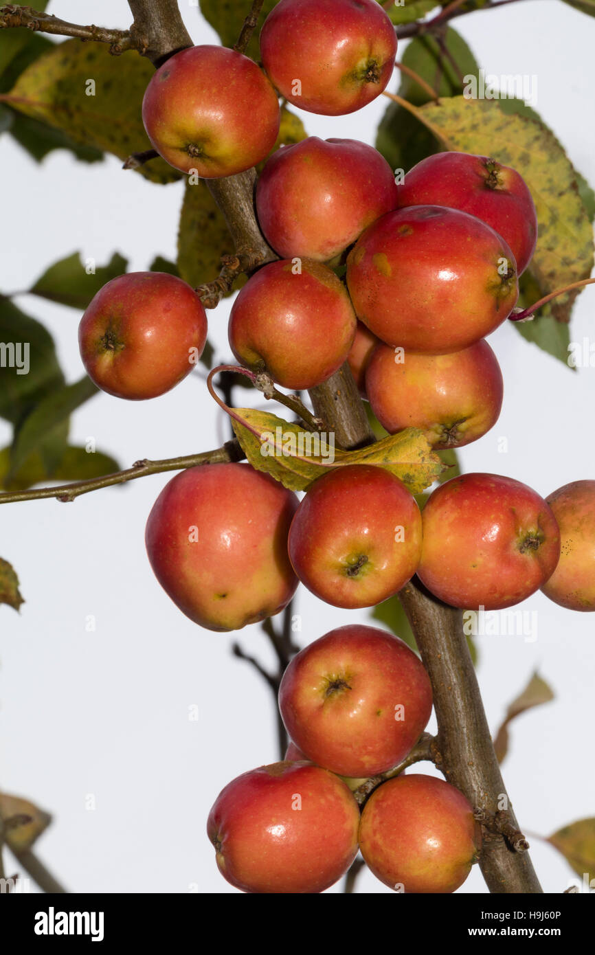 Herbstliche Früchte des ornamentalen Holzapfels Malus "Jelly King" Stockfoto