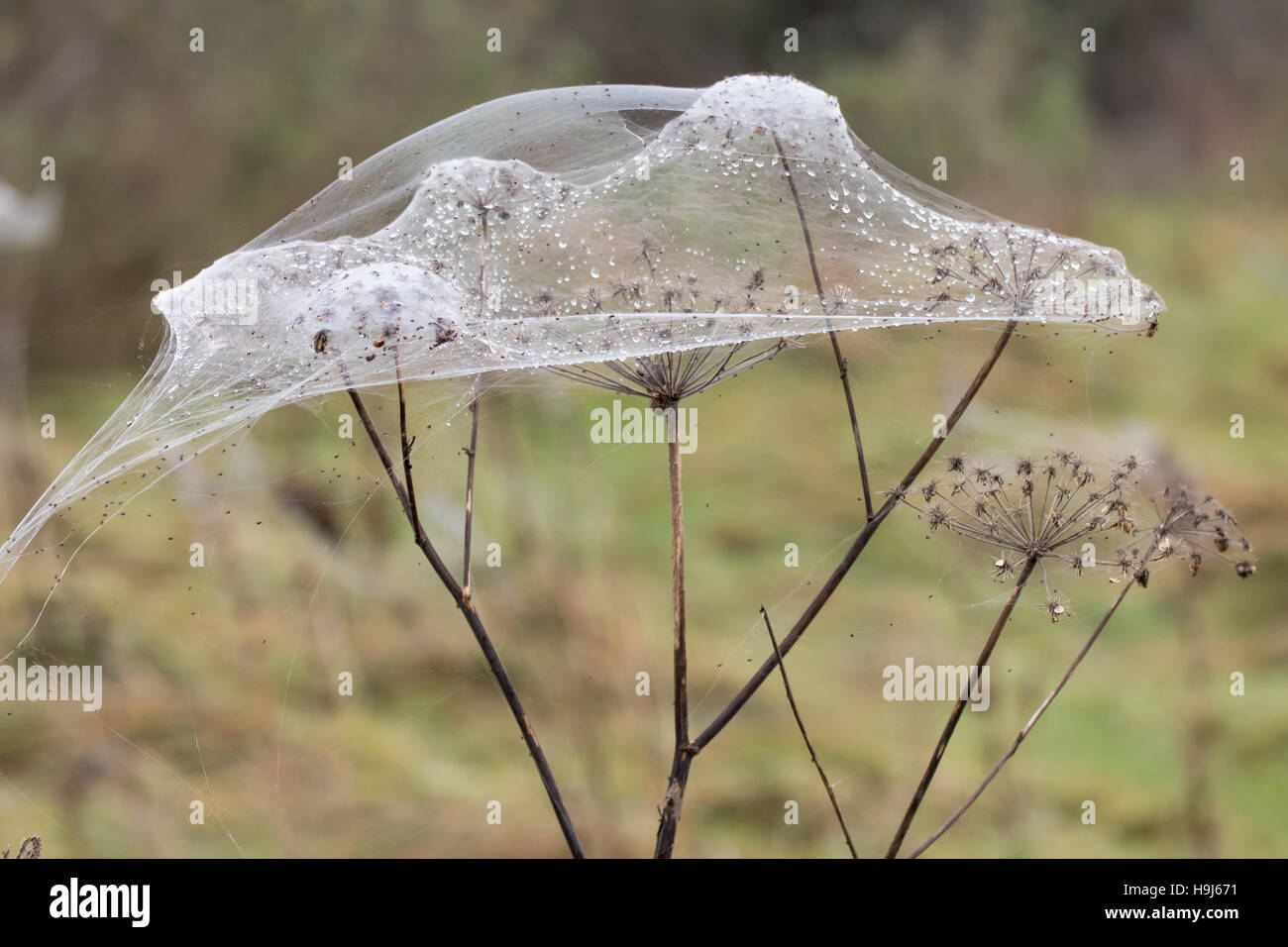 Spinnen und Spinnweben Blatt. Steigende Wasserstände zwingen Spinnen zum Rückzug zu höheren Pflanzen, in Seide abdeckt Stockfoto