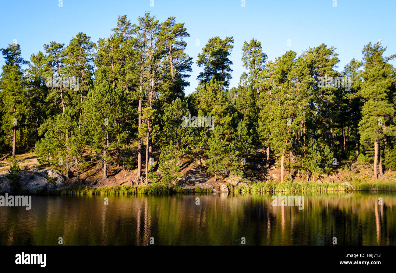 Black Hills Stockfoto