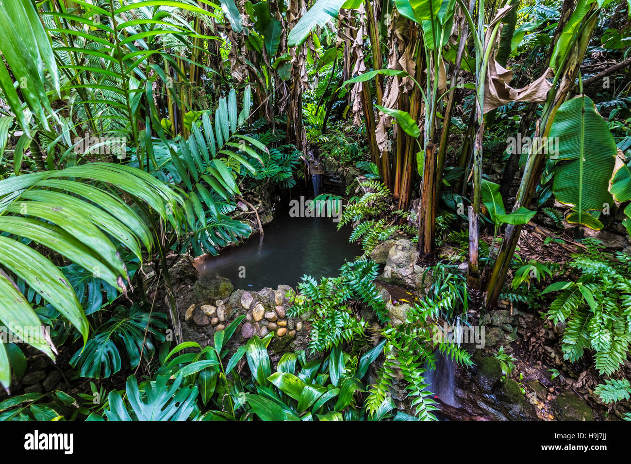Wasserfall und Teich in Flora auf Farn Canyon Trail, Zoo von San Diego, ca  uns Stockfotografie - Alamy