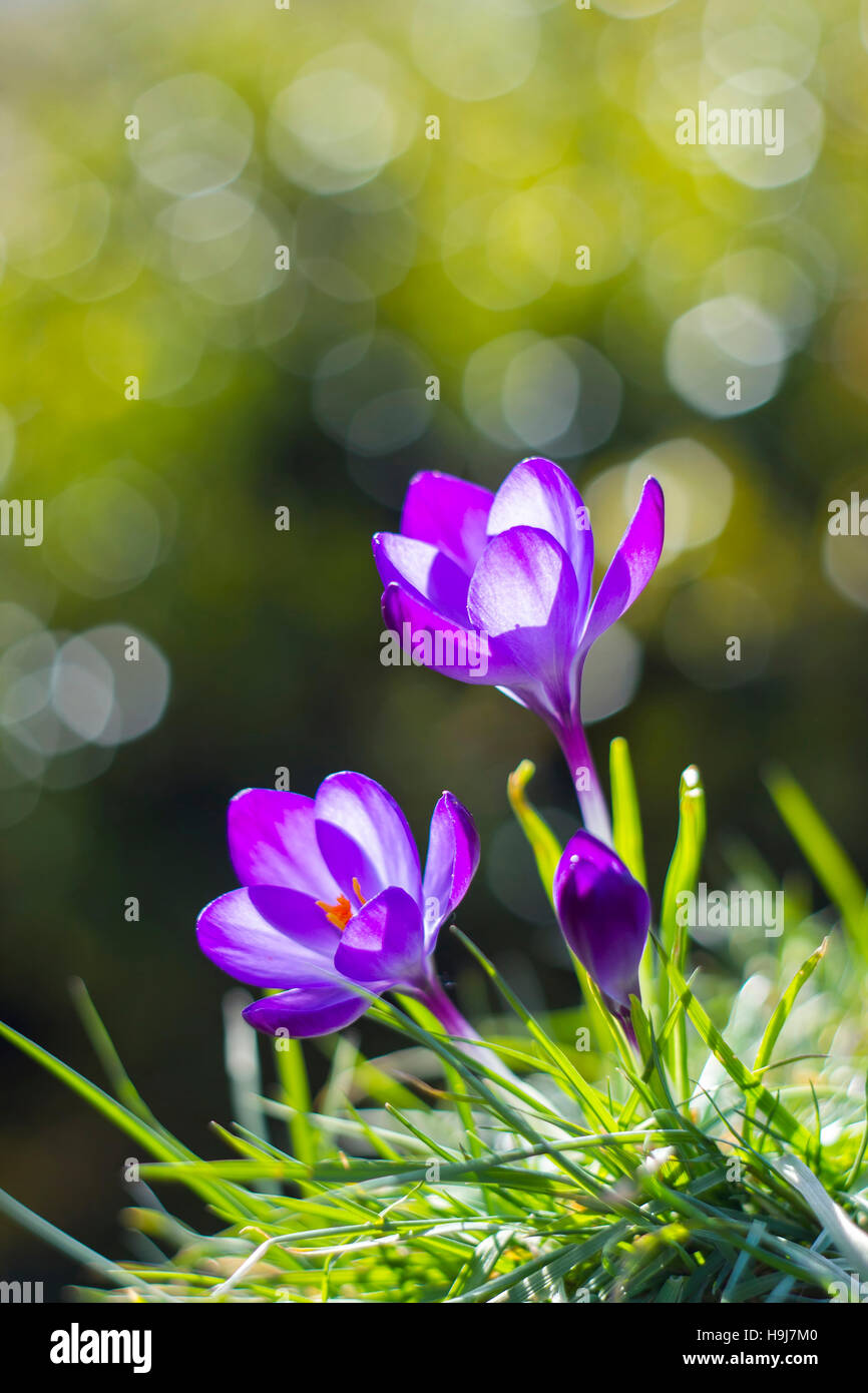 Krokus - eines der ersten Frühlingsblumen Stockfoto