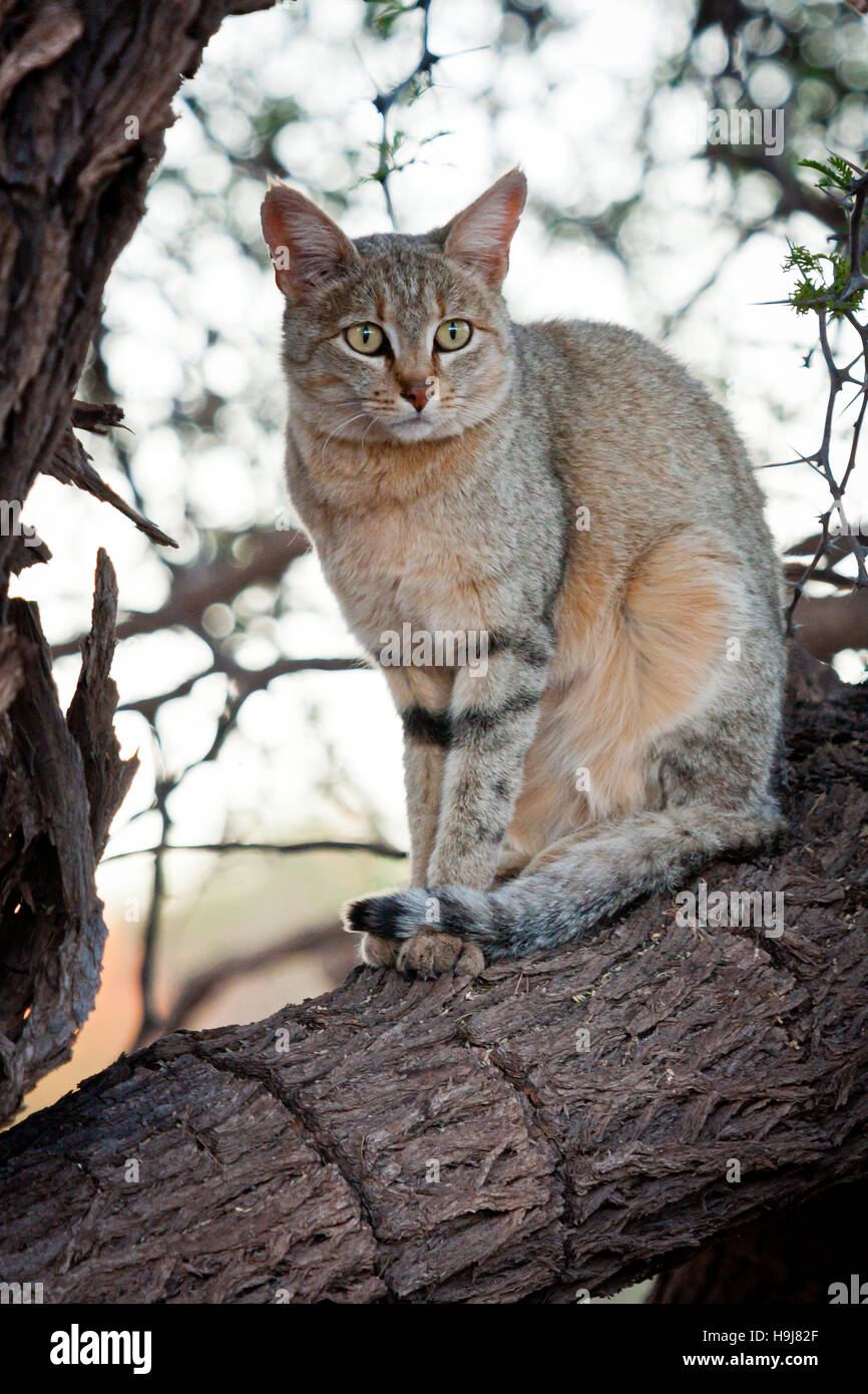 Afrikanische Wildkatze (Felis Silvestris Lybica), suchen die Ebenen für eine Mahlzeit Stockfoto