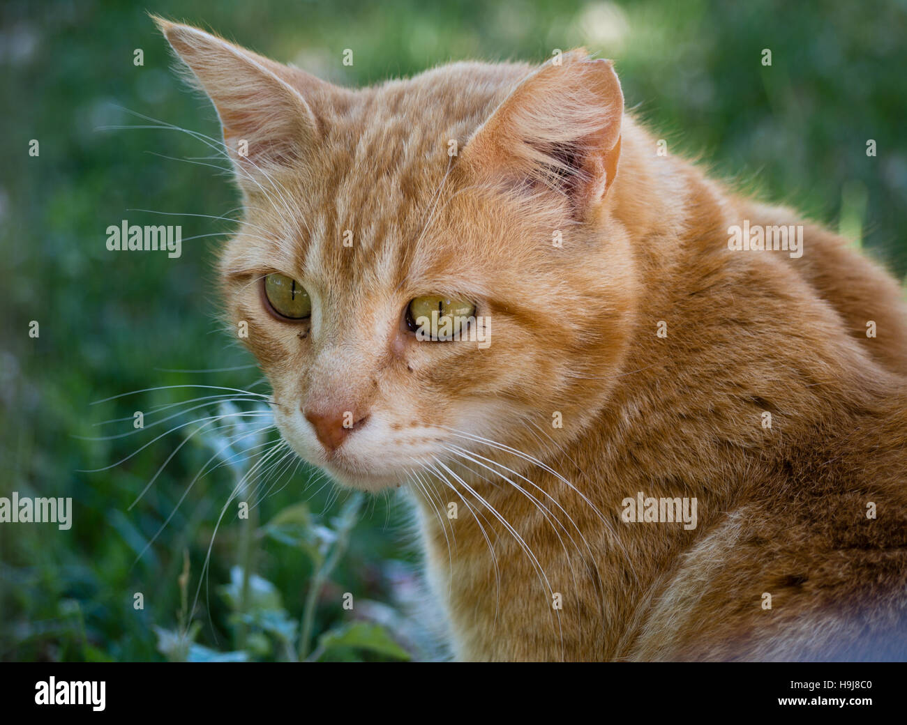 Feline aussehen einer Katze mit grünem Hintergrund Stockfoto