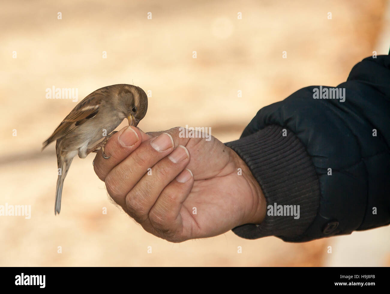 Vogel im menschlichen Fingern essen. Stockfoto