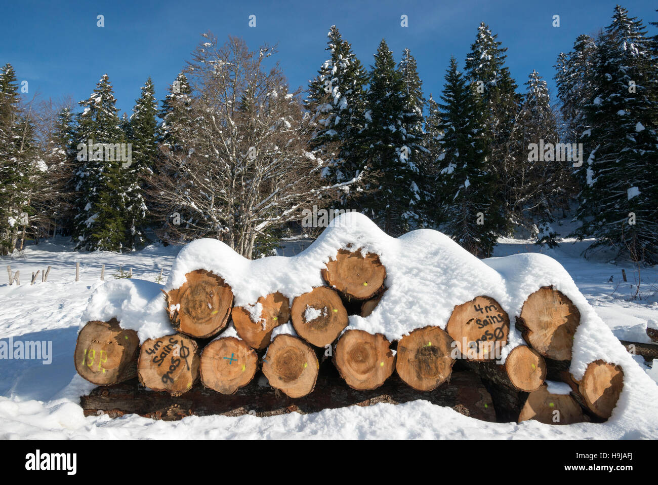 Haufen von markierten Baumstämmen mit Schnee bedeckt, Col De La Faucille, Ain, französischen Jura, Frankreich Stockfoto