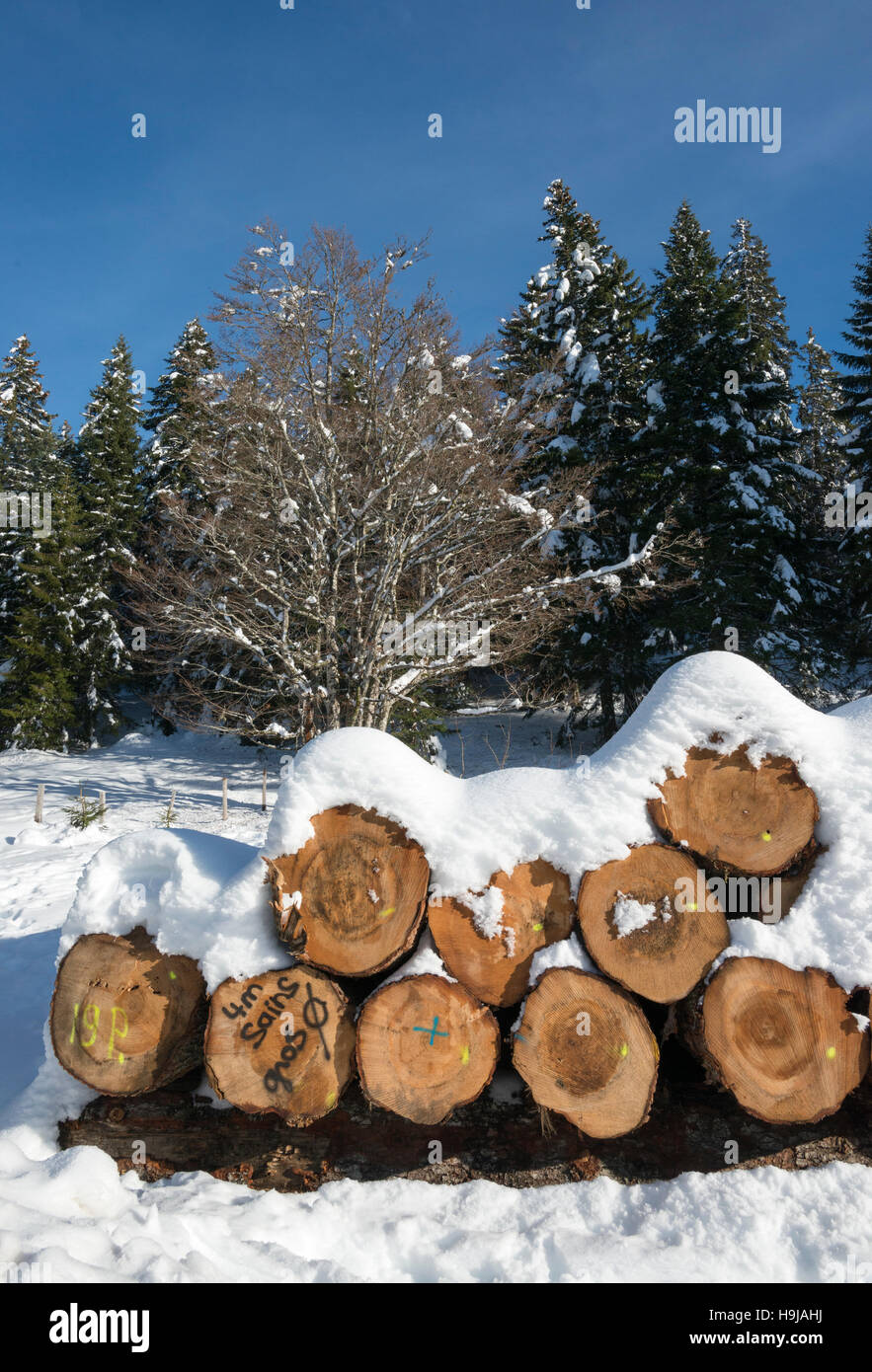 Haufen von markierten Baumstämmen mit Schnee bedeckt, Col De La Faucille, Ain, französischen Jura, Frankreich Stockfoto