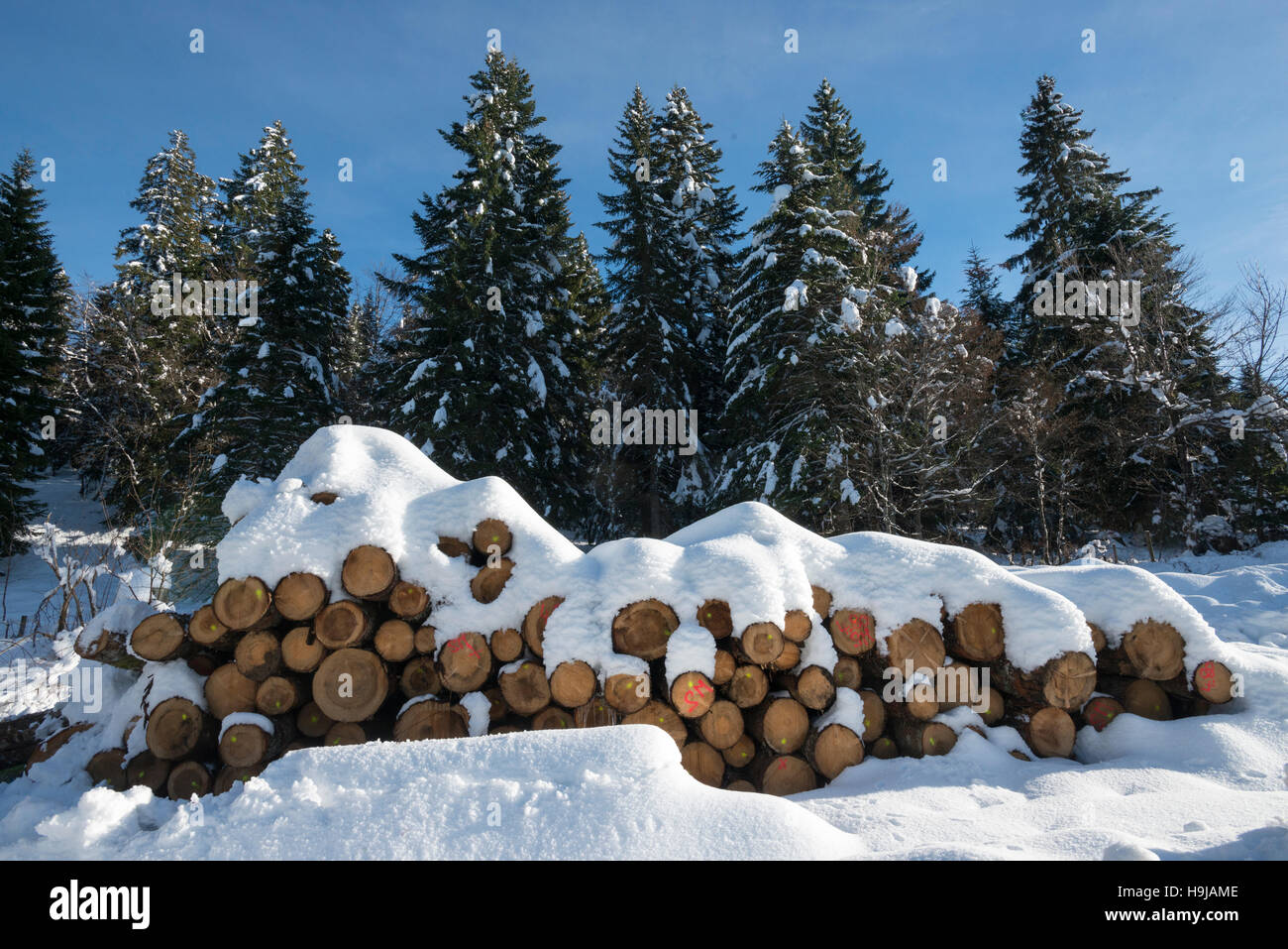 Haufen von markierten Baumstämmen mit Schnee bedeckt, Col De La Faucille, Ain, französischen Jura, Frankreich Stockfoto