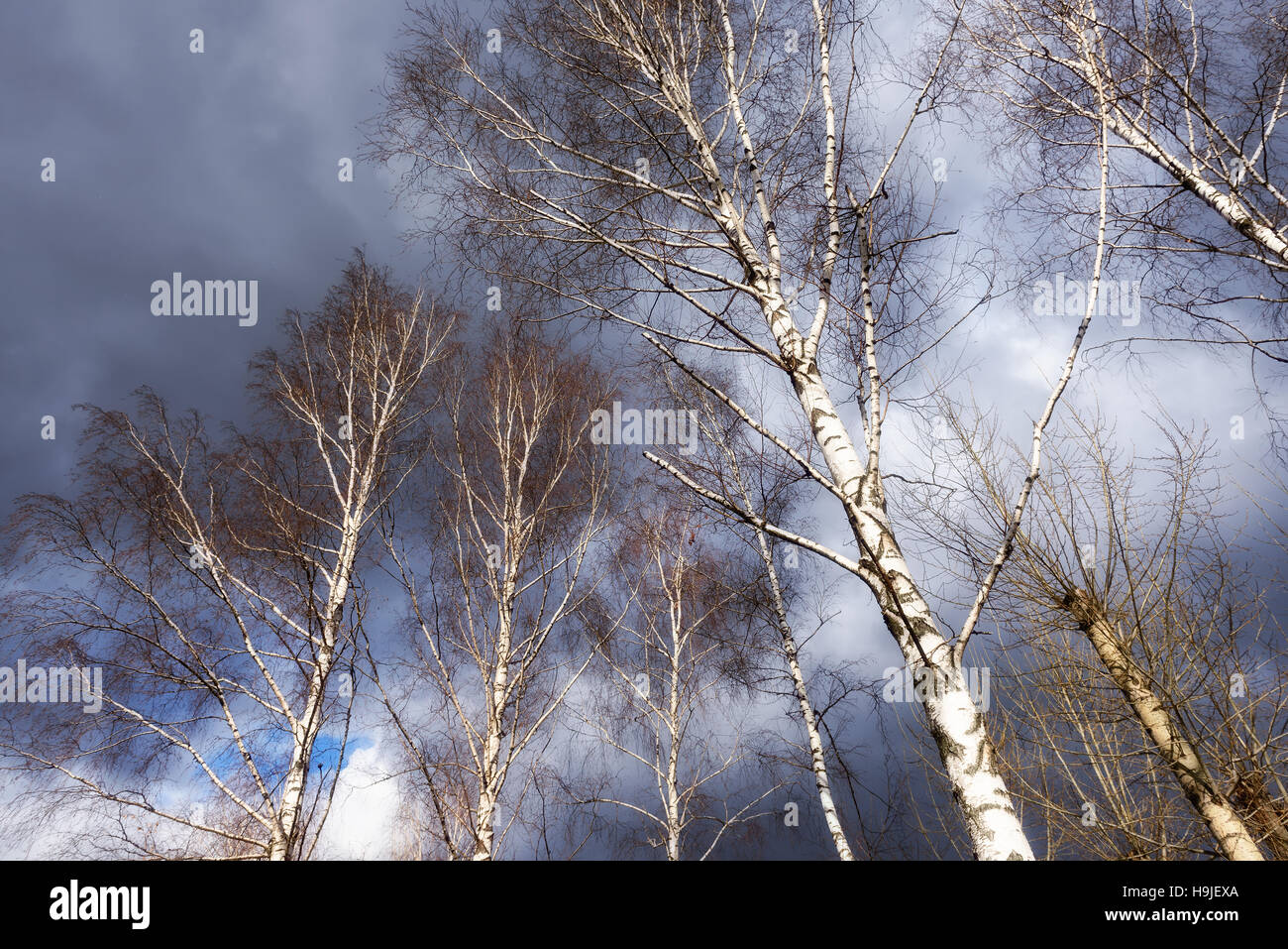 Birken auf dem Hintergrund einer stürmischen Himmel im Winter Stockfoto