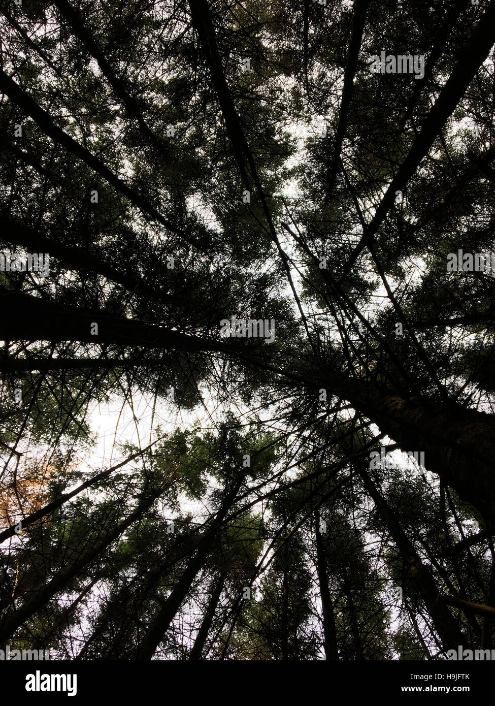 Blick hinauf durch Nadelbäume in der Forstwirtschaft Wales UK Stockfoto
