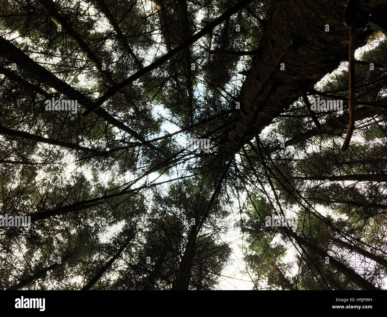 Blick hinauf durch Nadelbäume in der Forstwirtschaft Wales UK Stockfoto