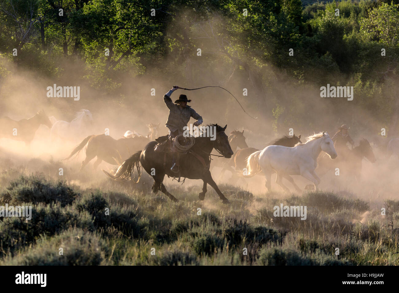 WY01164-00... WYOMING - bringen die Pferde auf der CM-Ranch in der Nähe von Dubois. (HERR # S21 - C10) Stockfoto