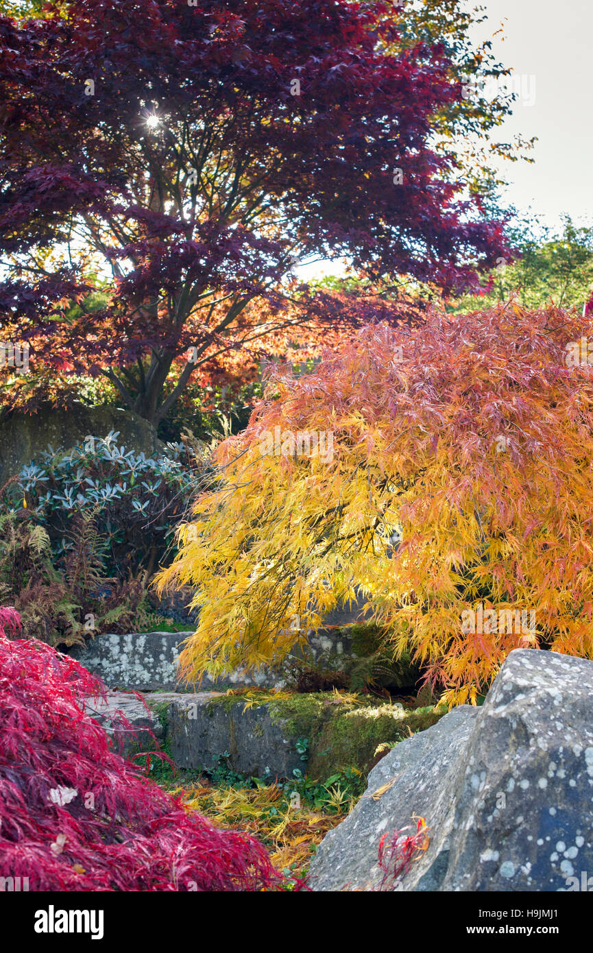 Acer Palmatum Dissectum im Herbst. Japanische Ahorn im Herbst