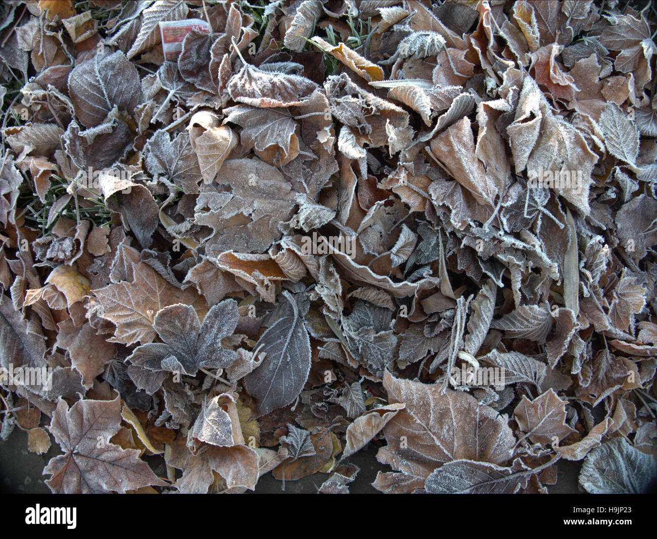 Abstrakte Blatt Hintergründe Laub auf dem Waldboden Stockfoto