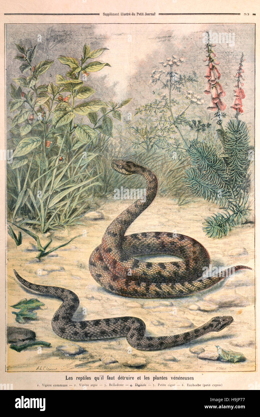 Giftige Reptilien und Pflanzen gezeigt 1897 im Le Petit Journal, Stockfoto