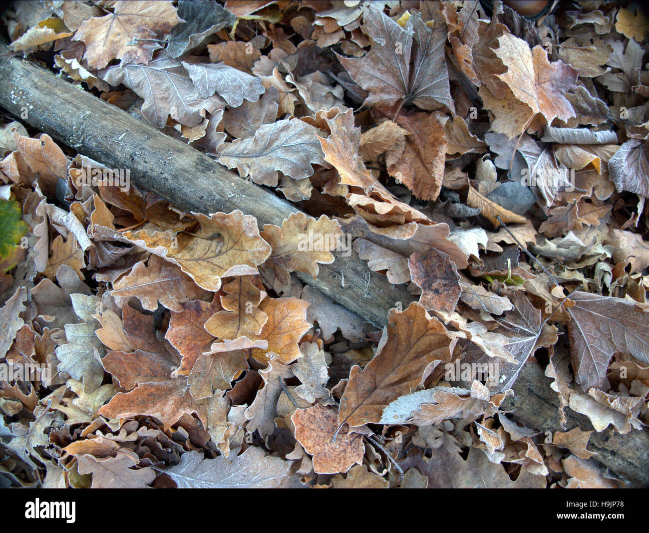 Abstrakte Blatt Hintergründe Laub auf dem Waldboden Stockfoto