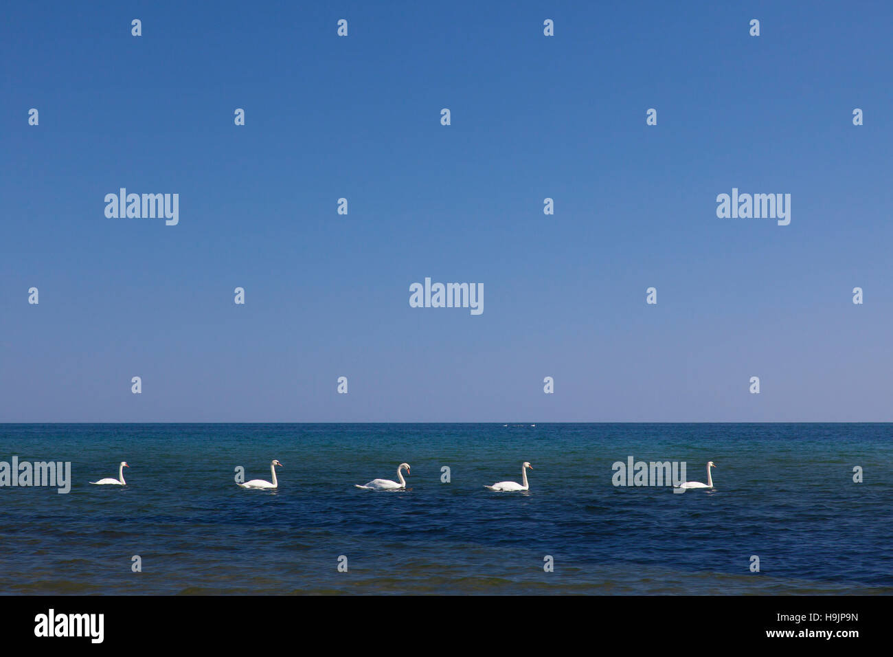 Gruppe von Höckerschwäne (Cygnus Olor) in Zeile im Meer schwimmen, im Sommer Stockfoto