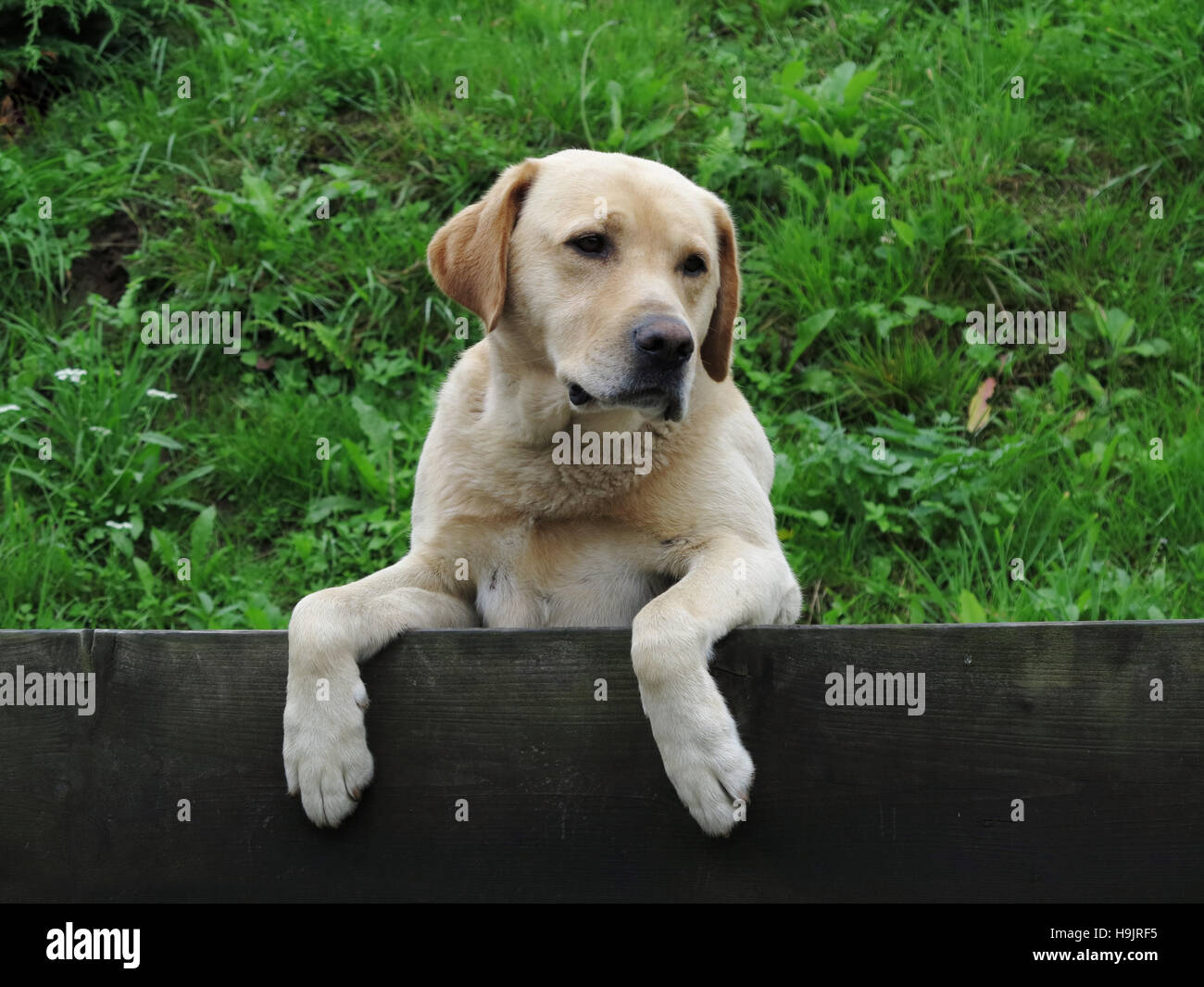 Müde und phlegmatisch watchdog Stockfoto