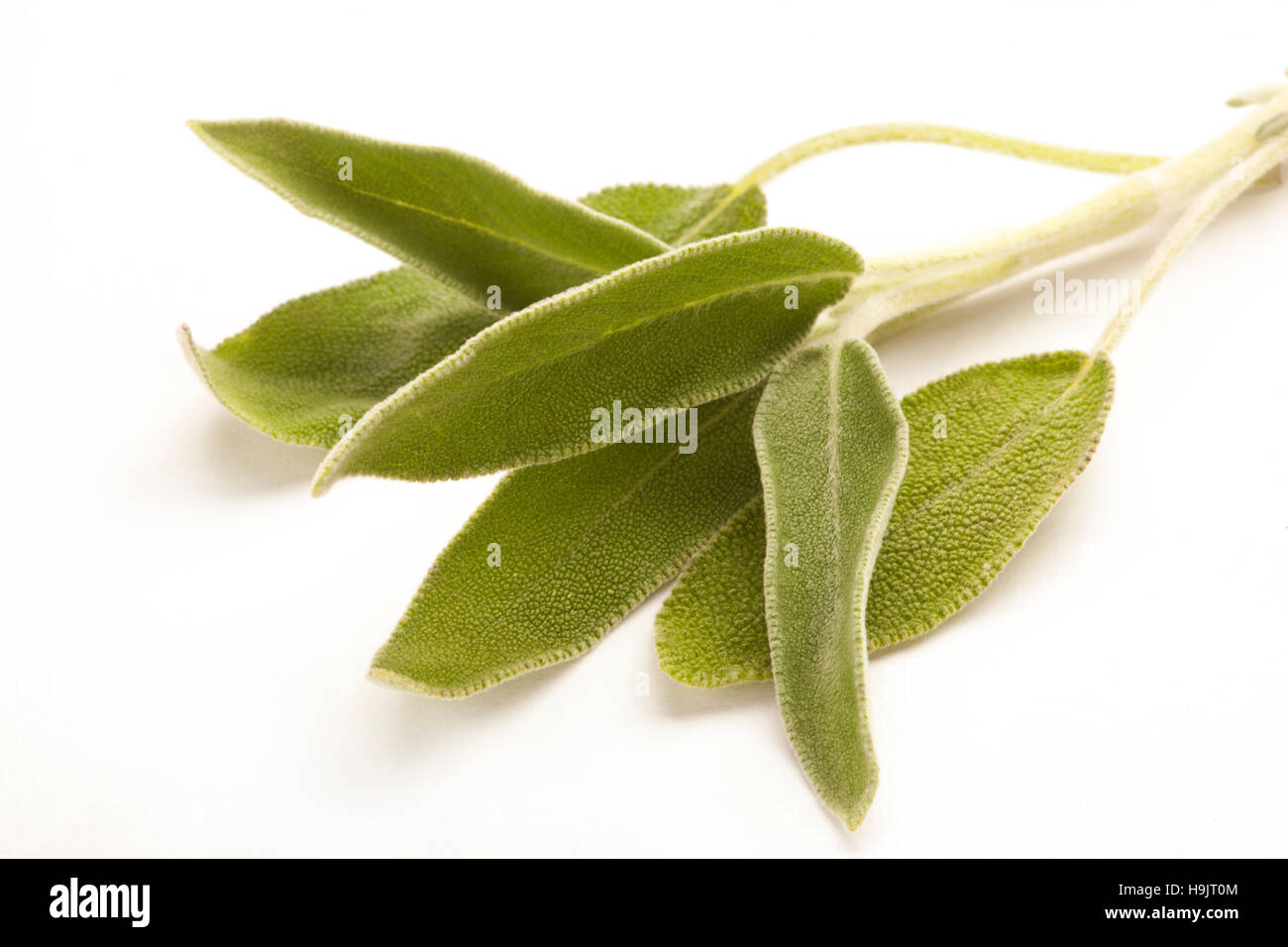 Zweig Salbei isoliert gegen weiß Stockfoto