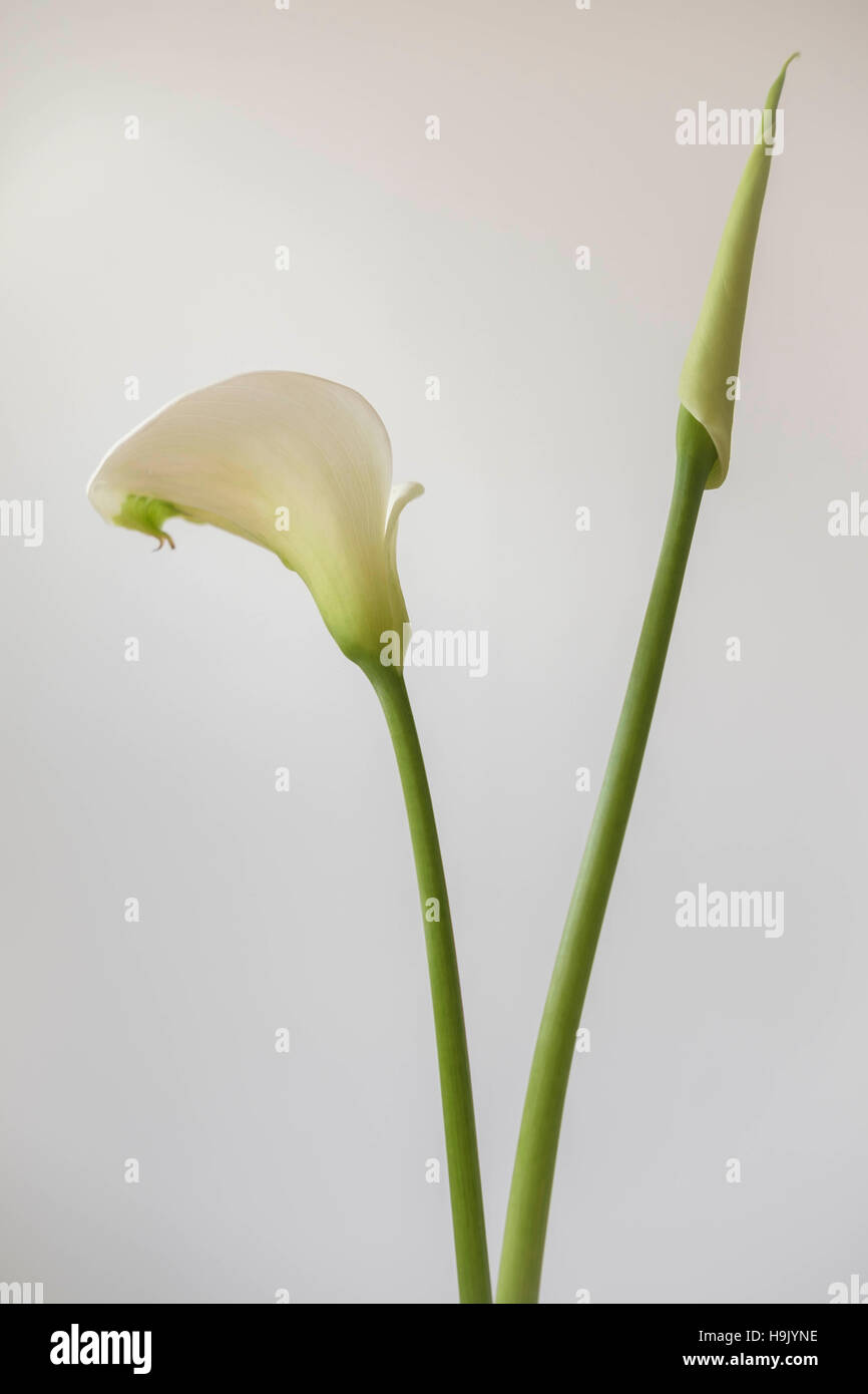 Calla-Lilien - Zantedeschia aethiopica Stockfoto
