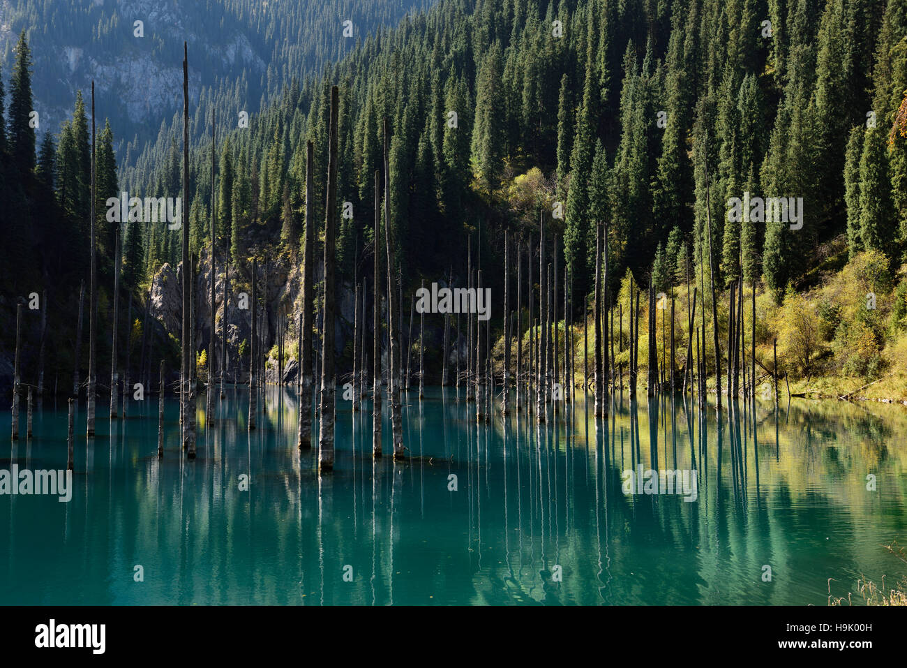 Herbst Reflexionen im türkisblauen Wasser des Sees Kaindy mit Toten Fichten Kasachstan Stockfoto
