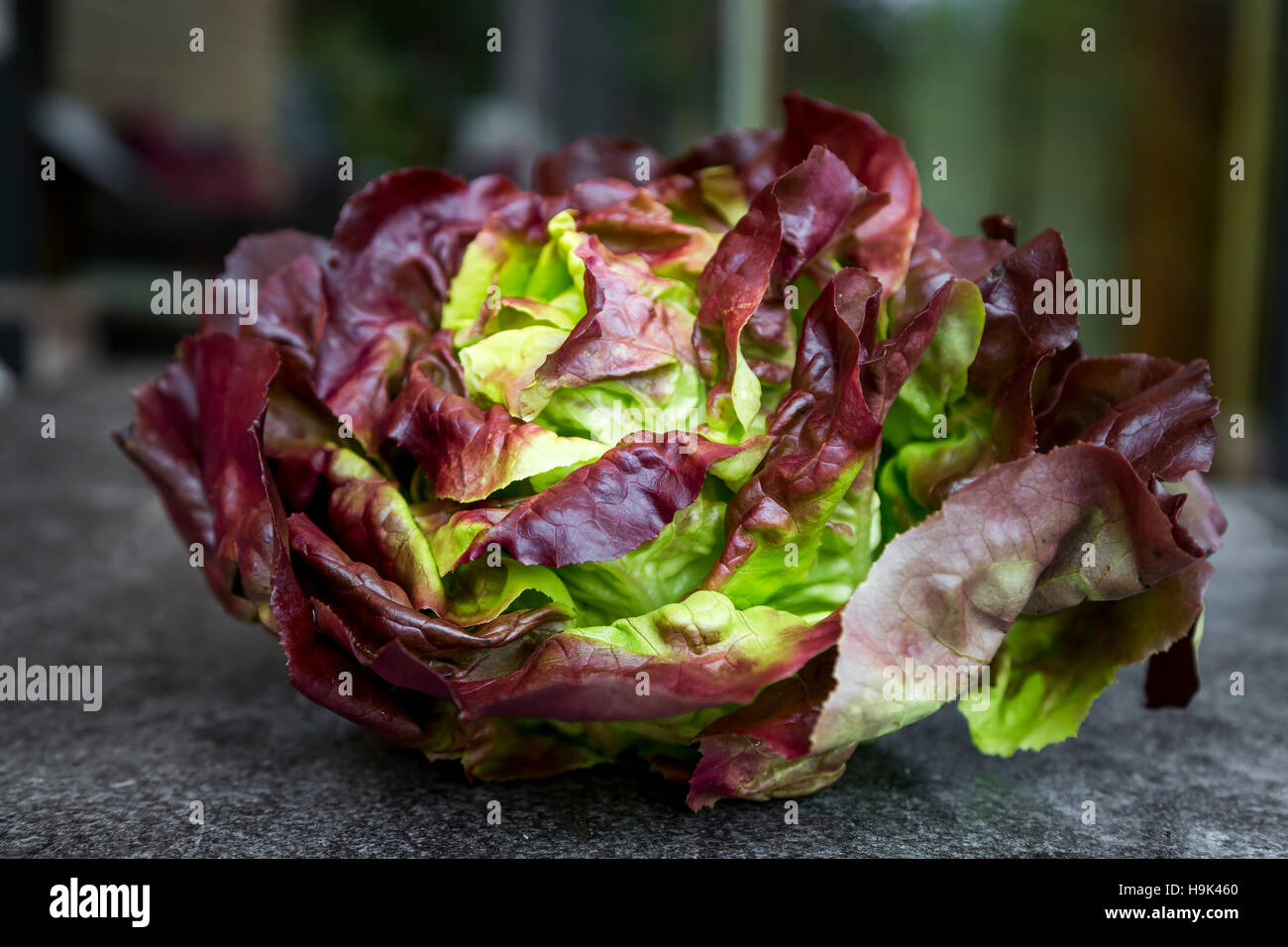 Red butterhead lettuce -Fotos und -Bildmaterial in hoher Auflösung – Alamy