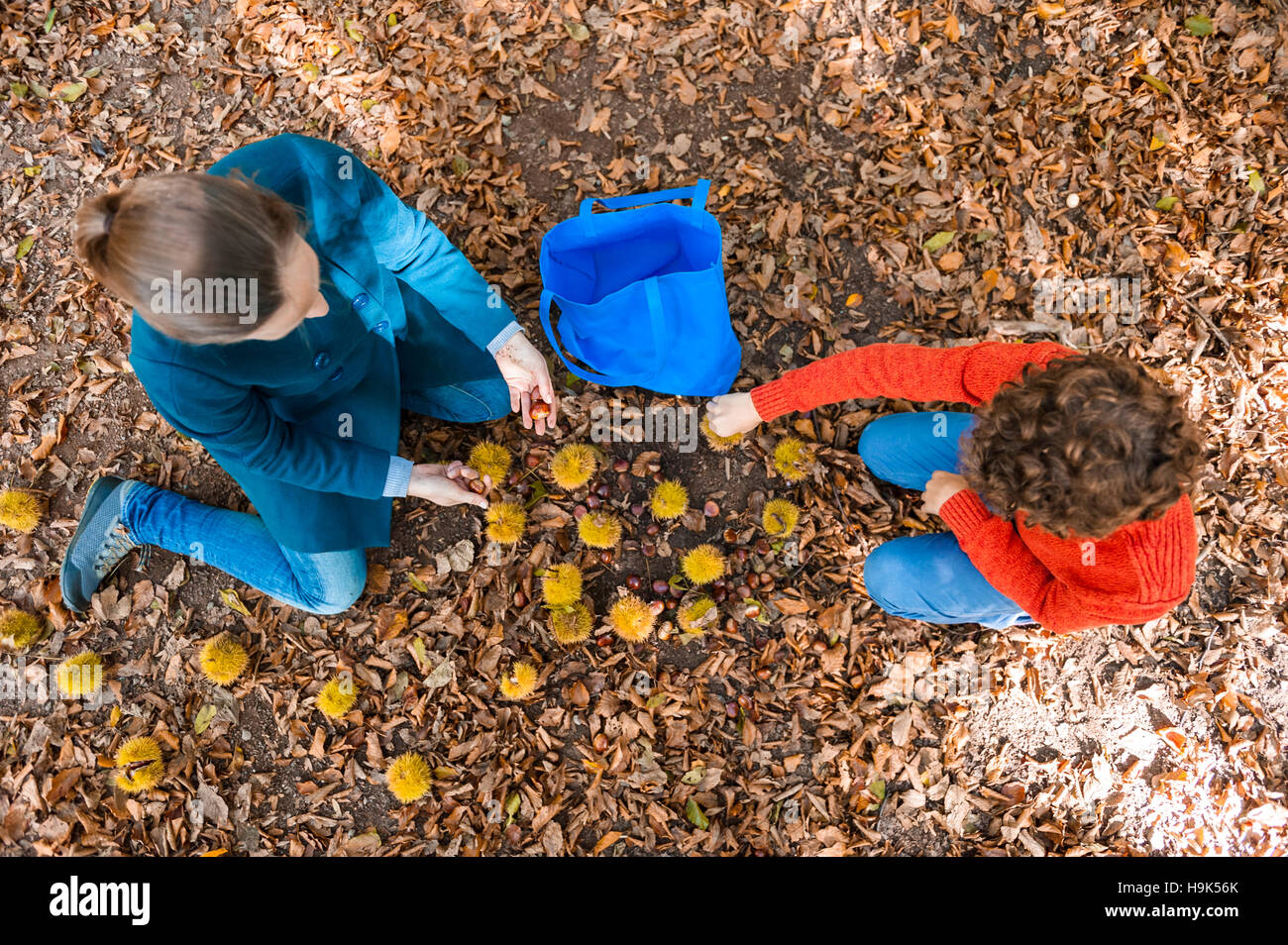 Draufsicht von Mutter und Sohn sammeln Kastanien im Wald Stockfoto