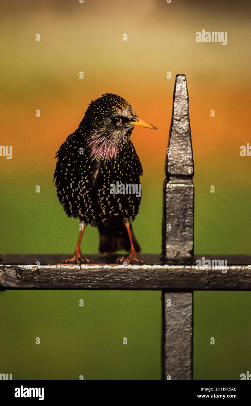 Gemeinsamen Starling oder europäischen Starling, (Sturnus Vulgaris), Männchen auf gusseisernen Geländer, London, Vereinigtes Königreich Stockfoto