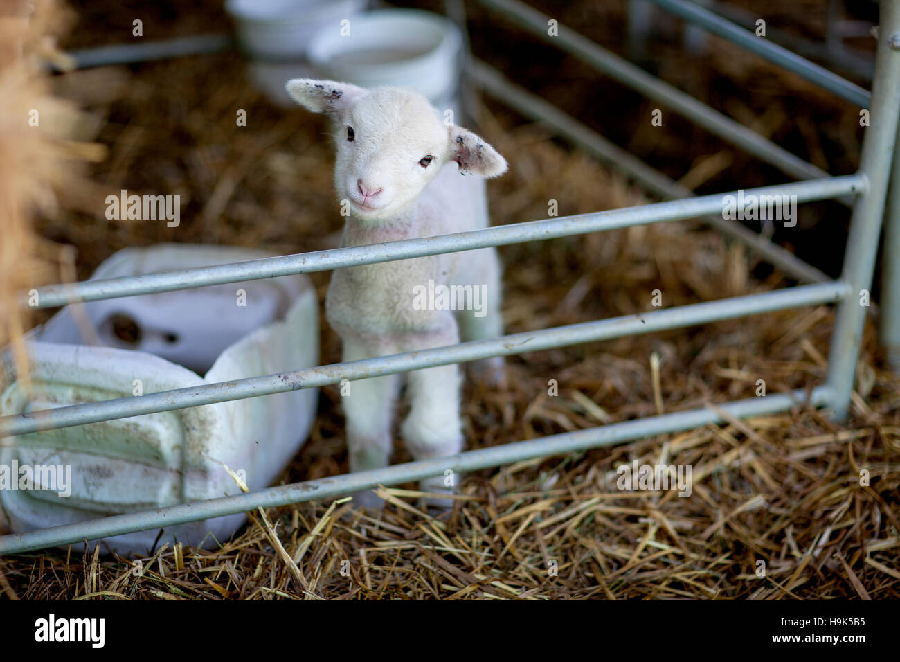 Porträt von Lämmchen auf Schaf-farm Stockfoto