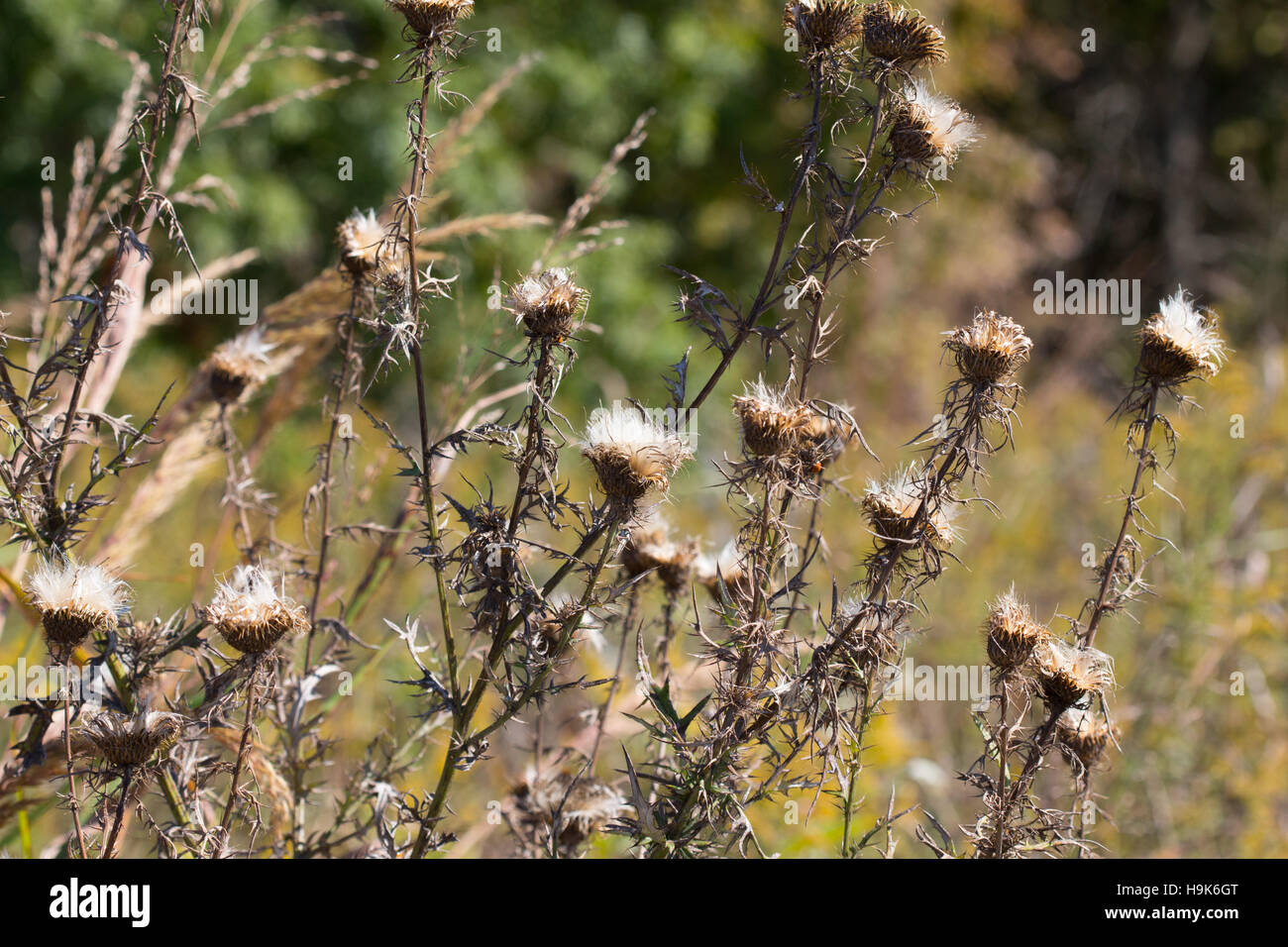 Samenkorn-Köpfe der Weide Distel (Cirsium verfärben) gonna Samen, Indiana, Vereinigte Staaten Stockfoto