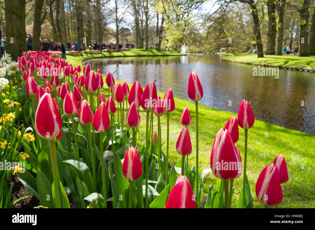 bunt blühenden Tulpen in den Gärten des weltberühmten Keukenhof in Lisse, Niederlande Stockfoto