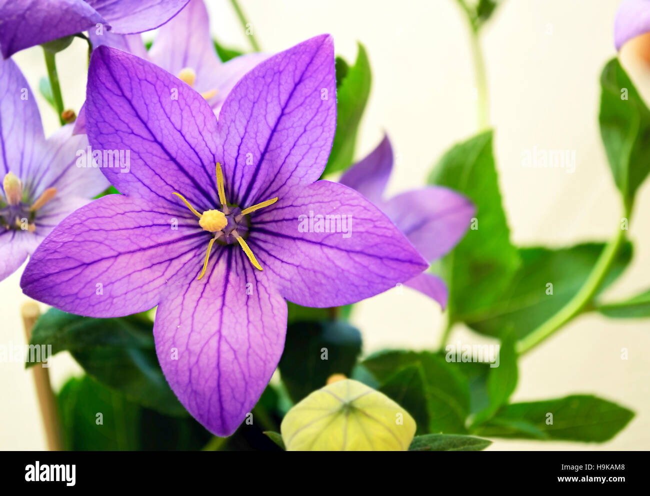lila Blüten mit großen Blüten blühen Stockfoto