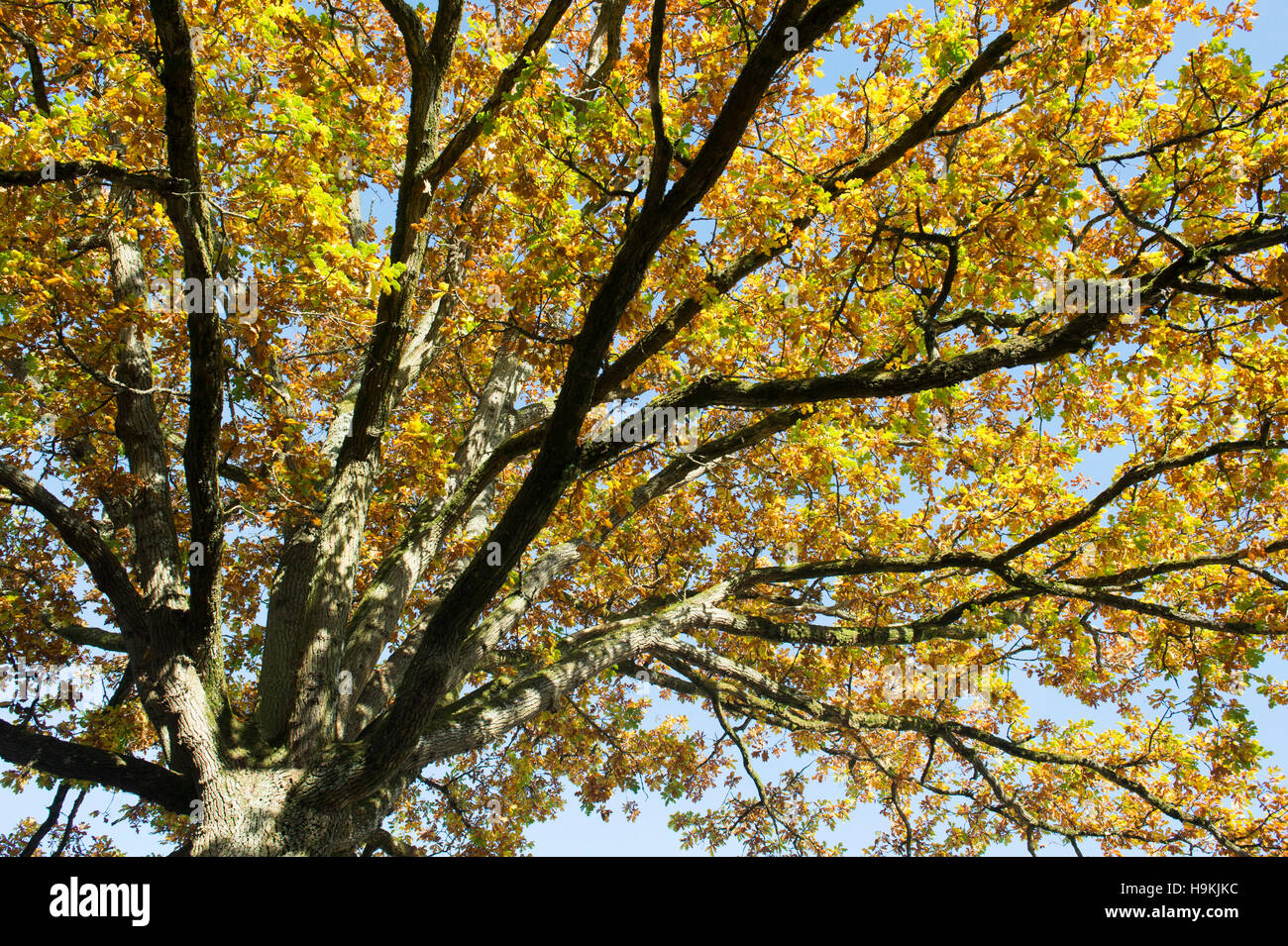 Quercus Robur. Herbst Eichen in der englischen Landschaft Stockfoto